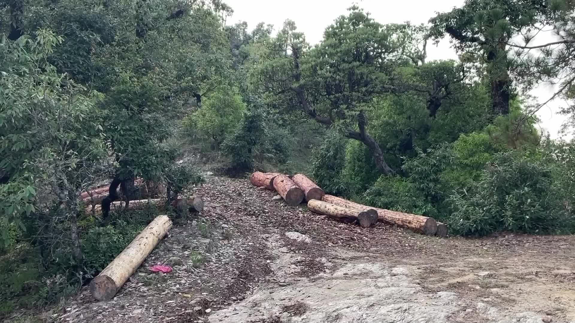 Deforestation In India
