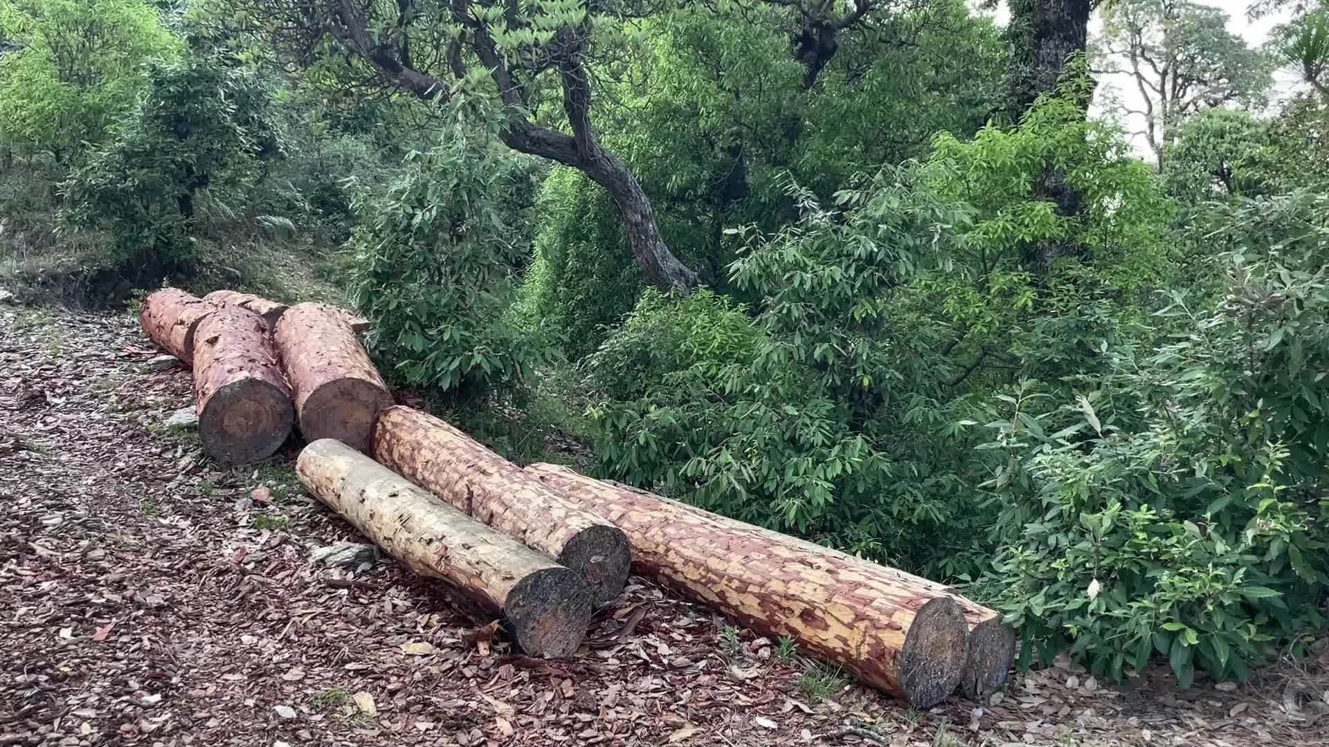 Deforestation In India