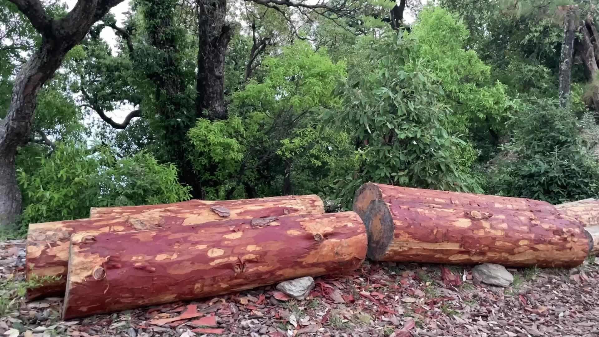 Deforestation In India