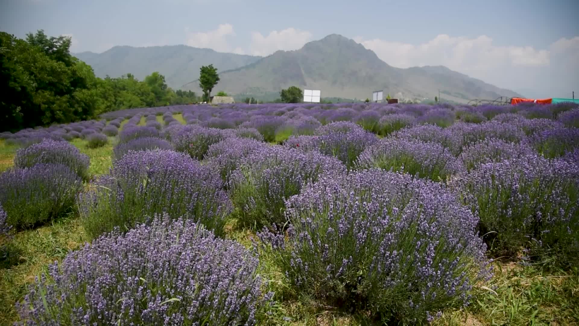 Lavender farm in Kashmir, India.