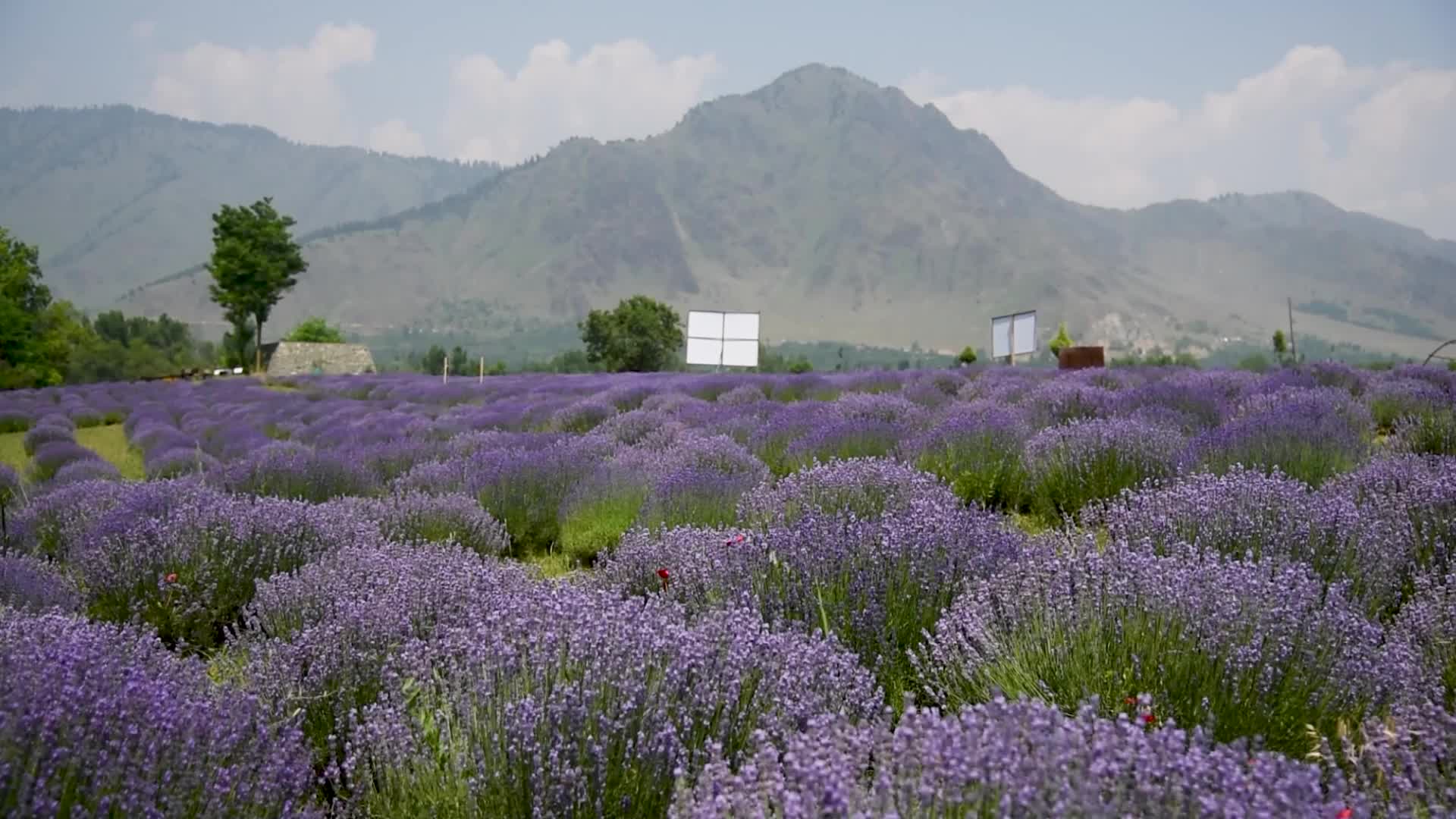 Lavender farm in Kashmir, India.