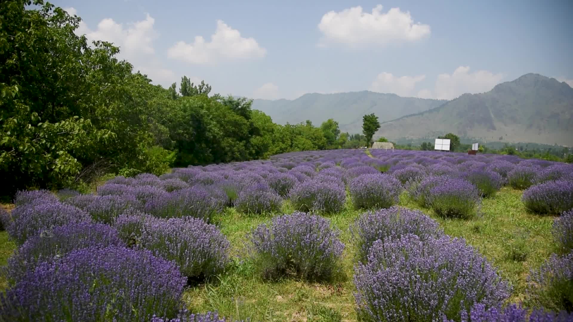 Lavender farm in Kashmir, India.
