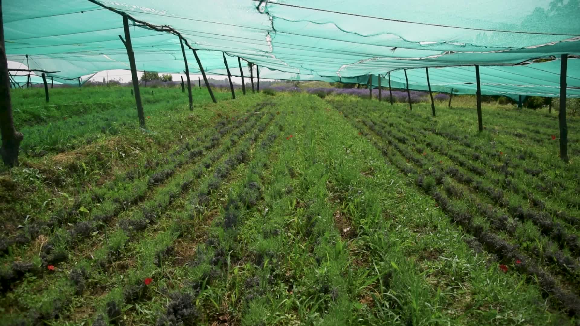 Lavender farm in Kashmir, India.