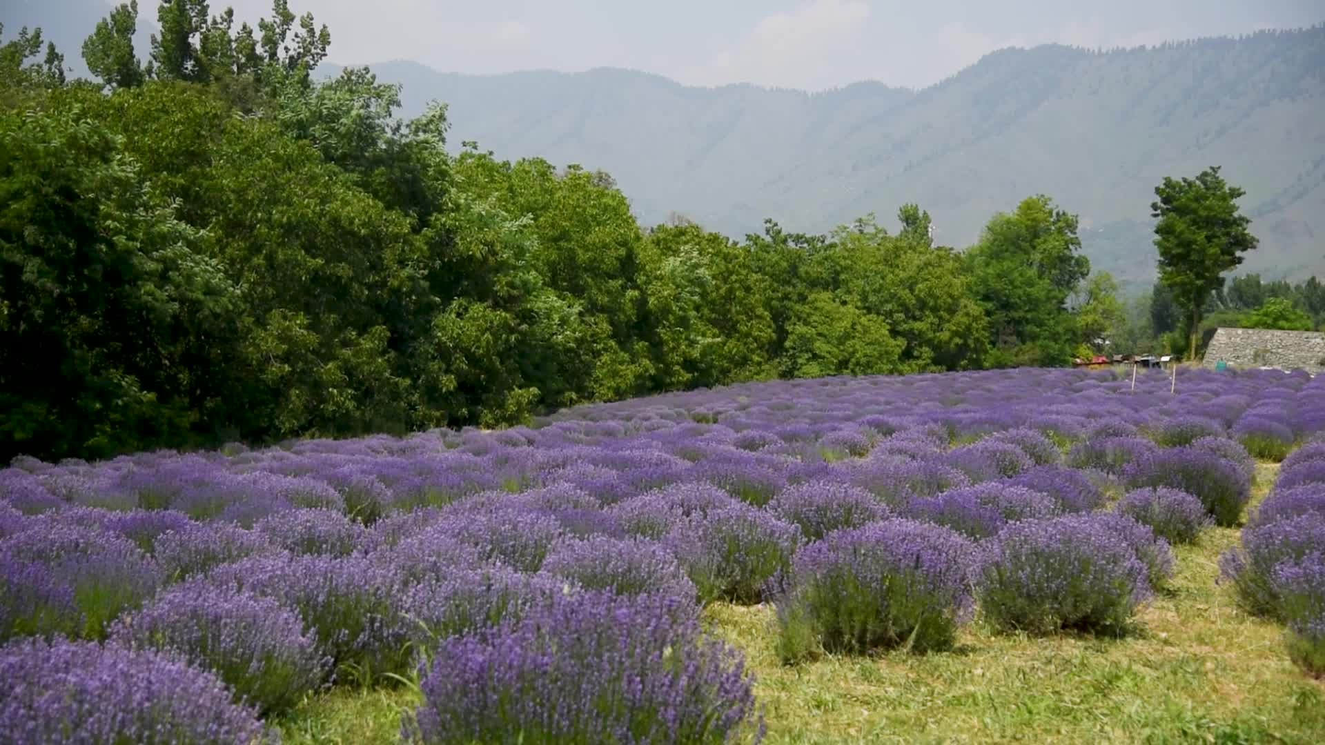 Lavender farm in Kashmir, India.
