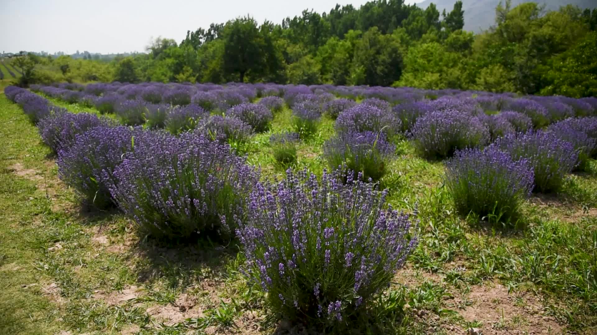 Lavender farm in Kashmir, India.