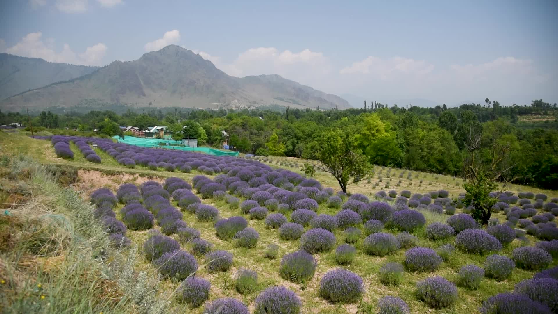 Lavender farm in Kashmir, India.