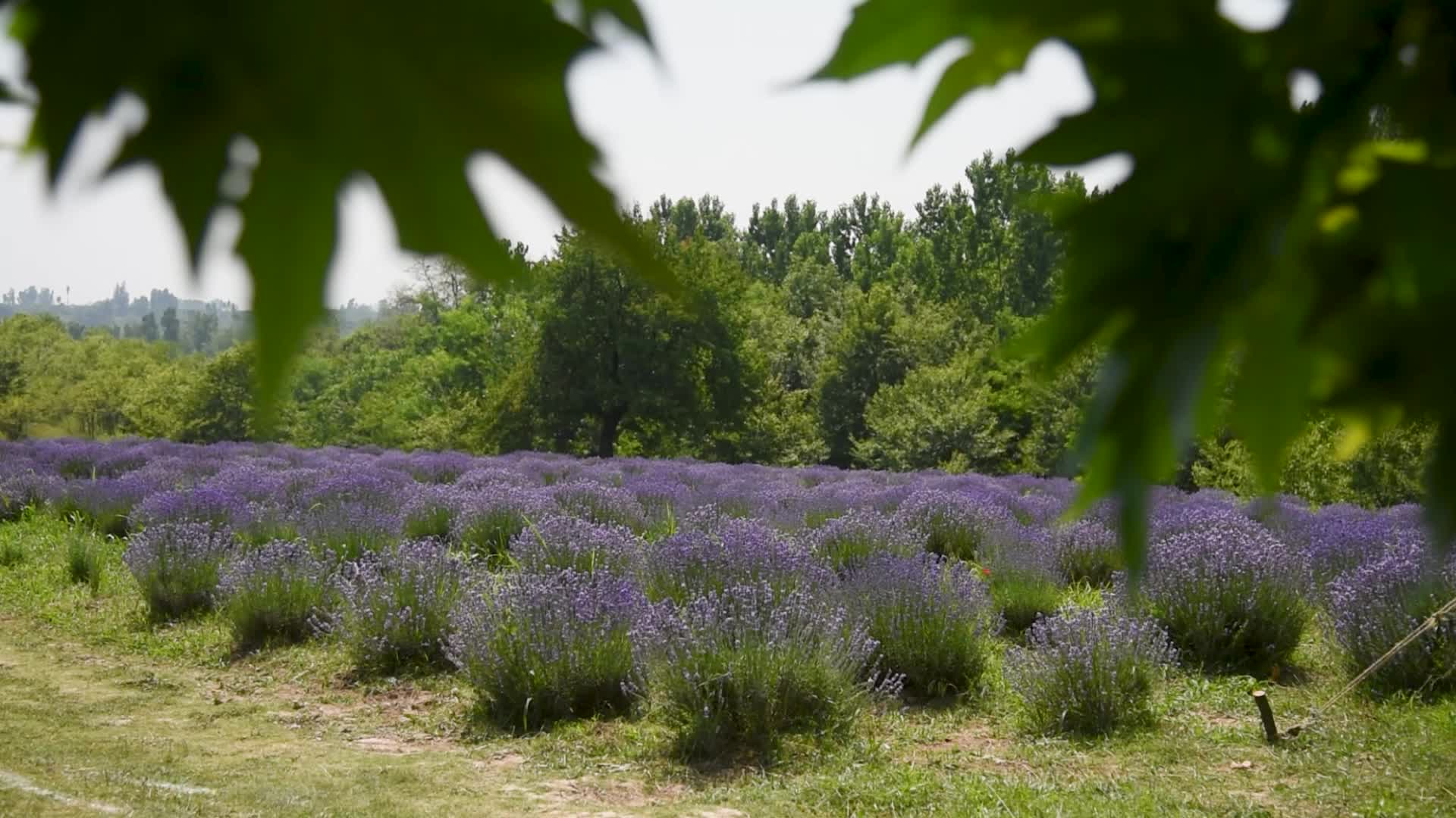 Lavender farm in Kashmir, India.