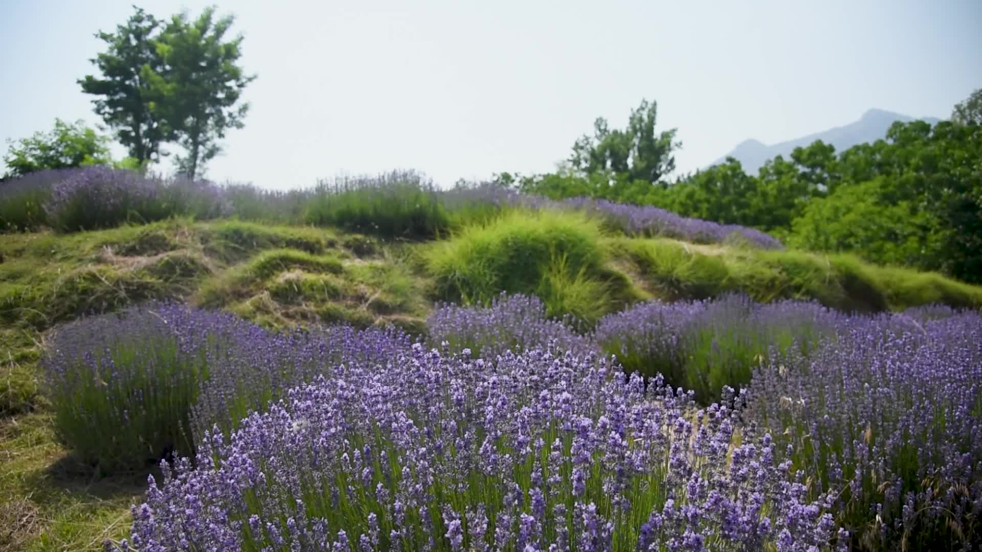 Lavender farm in Kashmir, India.