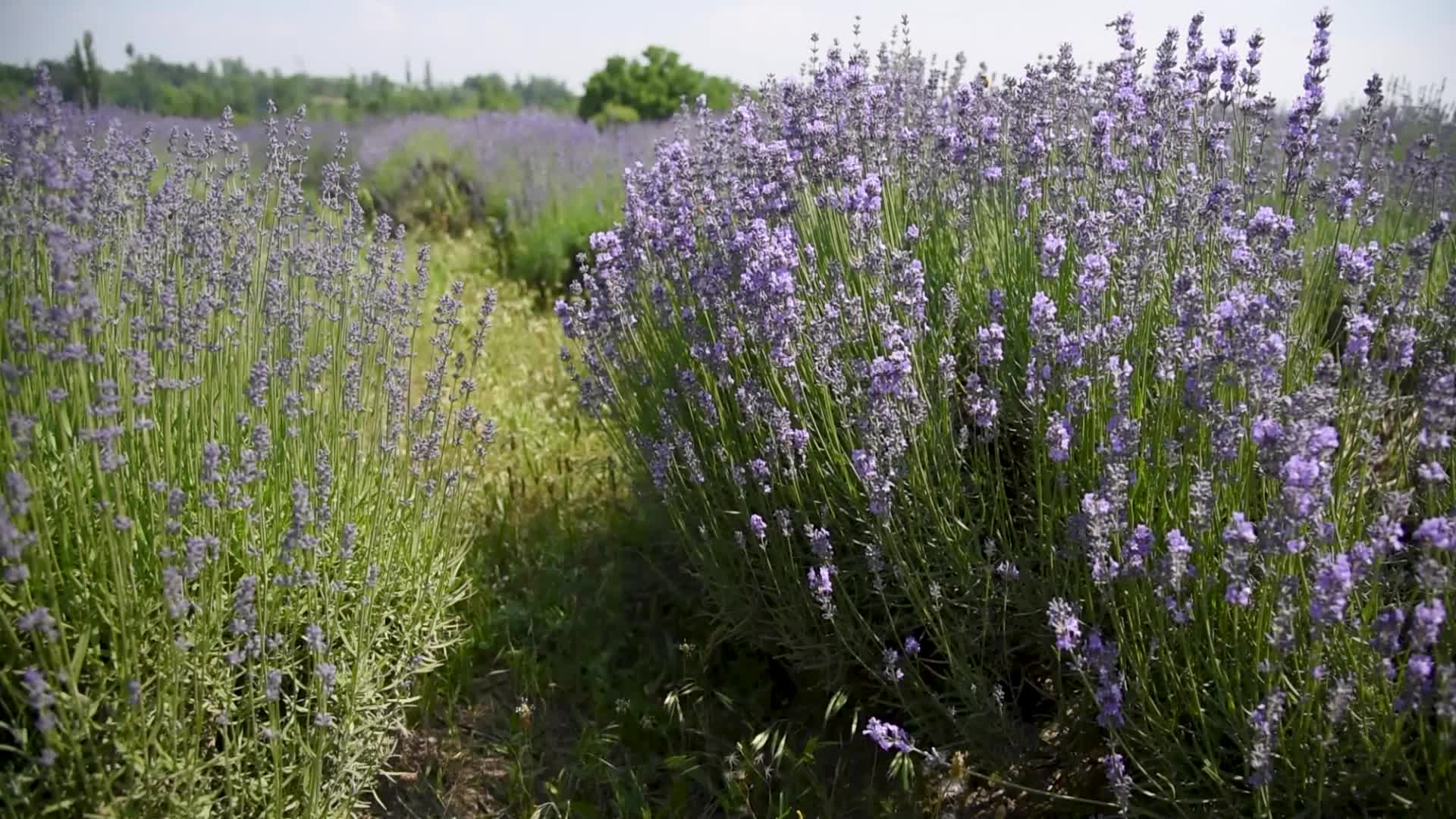 Lavender farm in Kashmir, India.