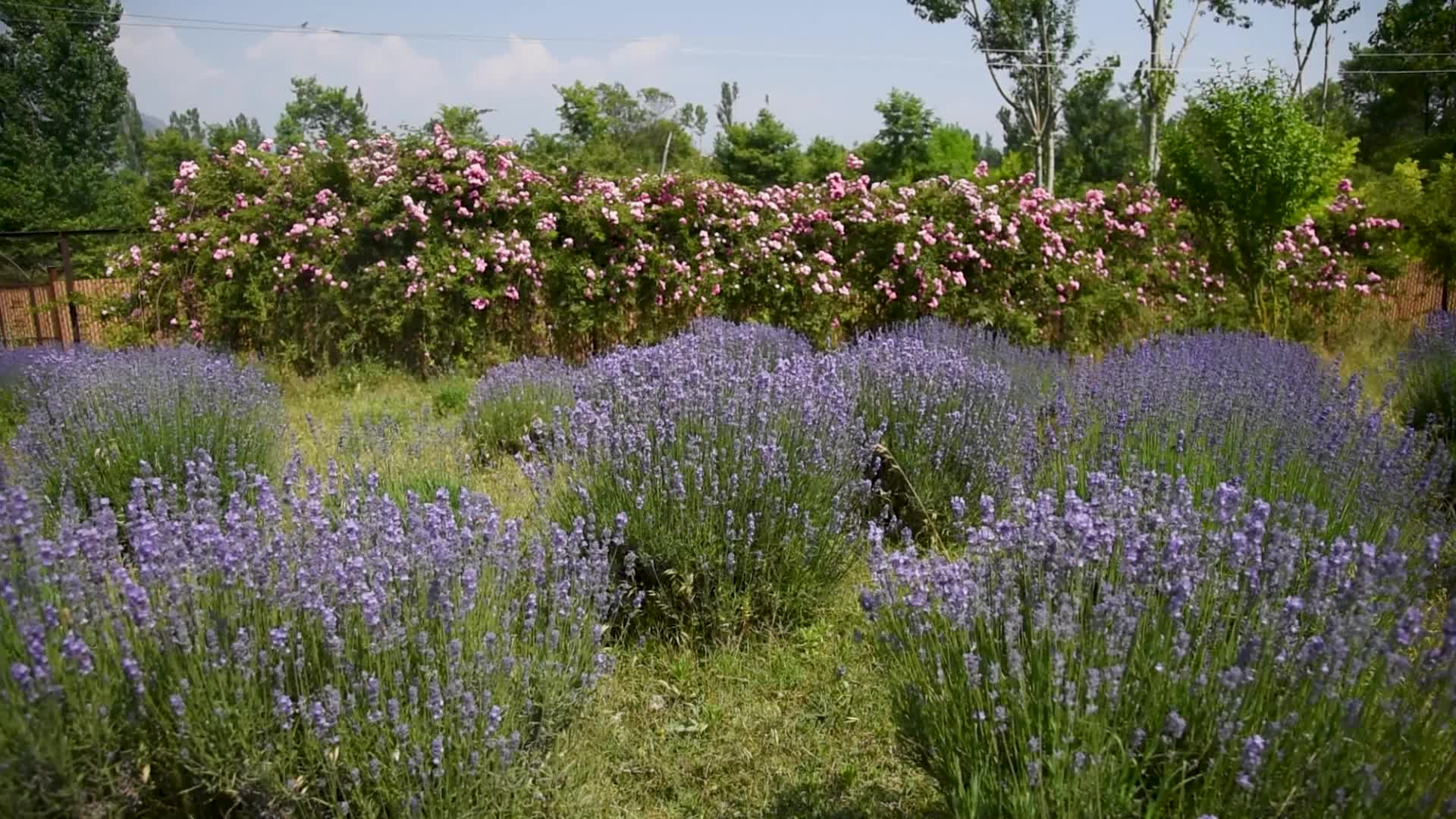 Lavender farm in Kashmir, India.