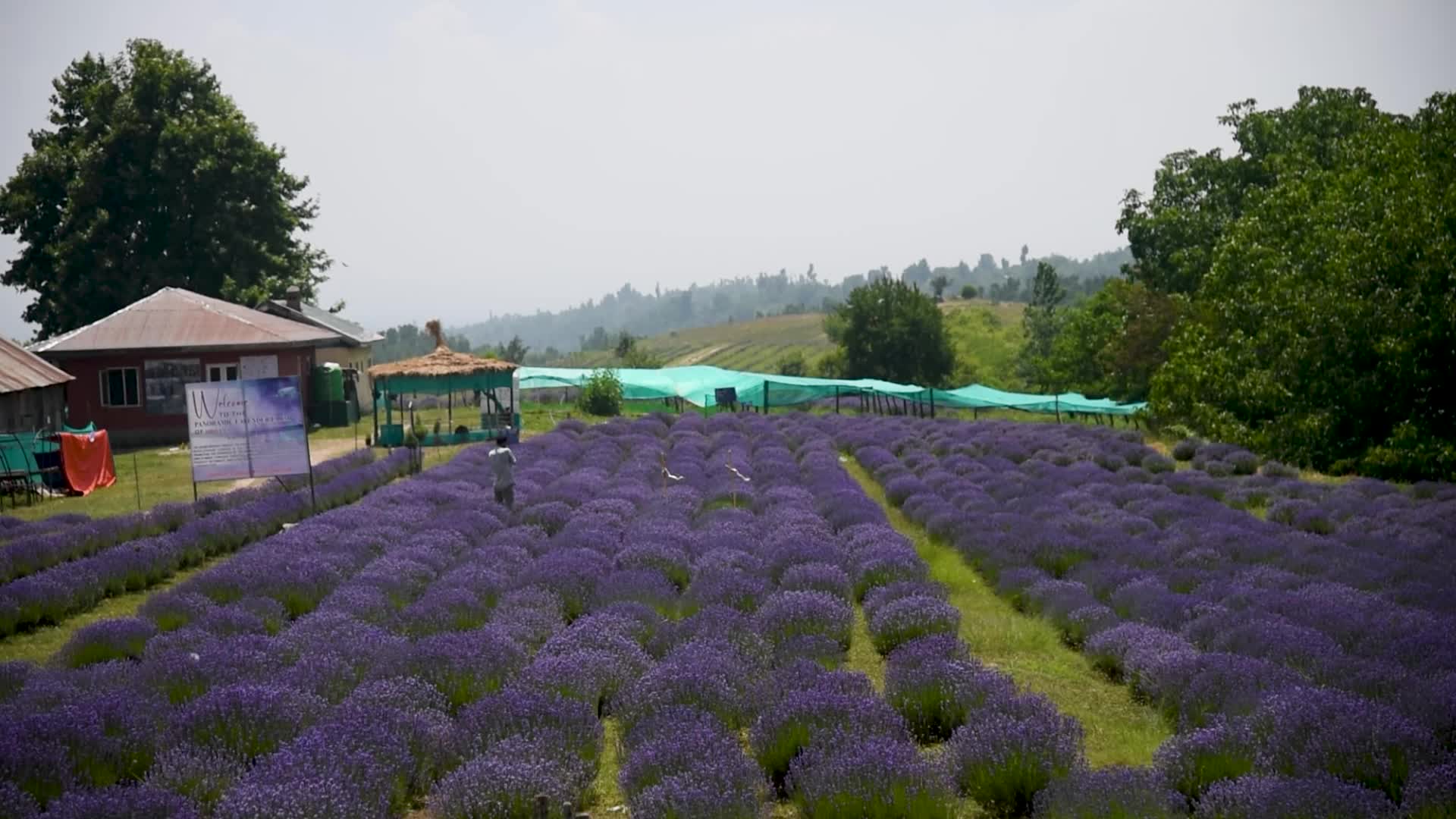 Lavender farm in Kashmir, India.