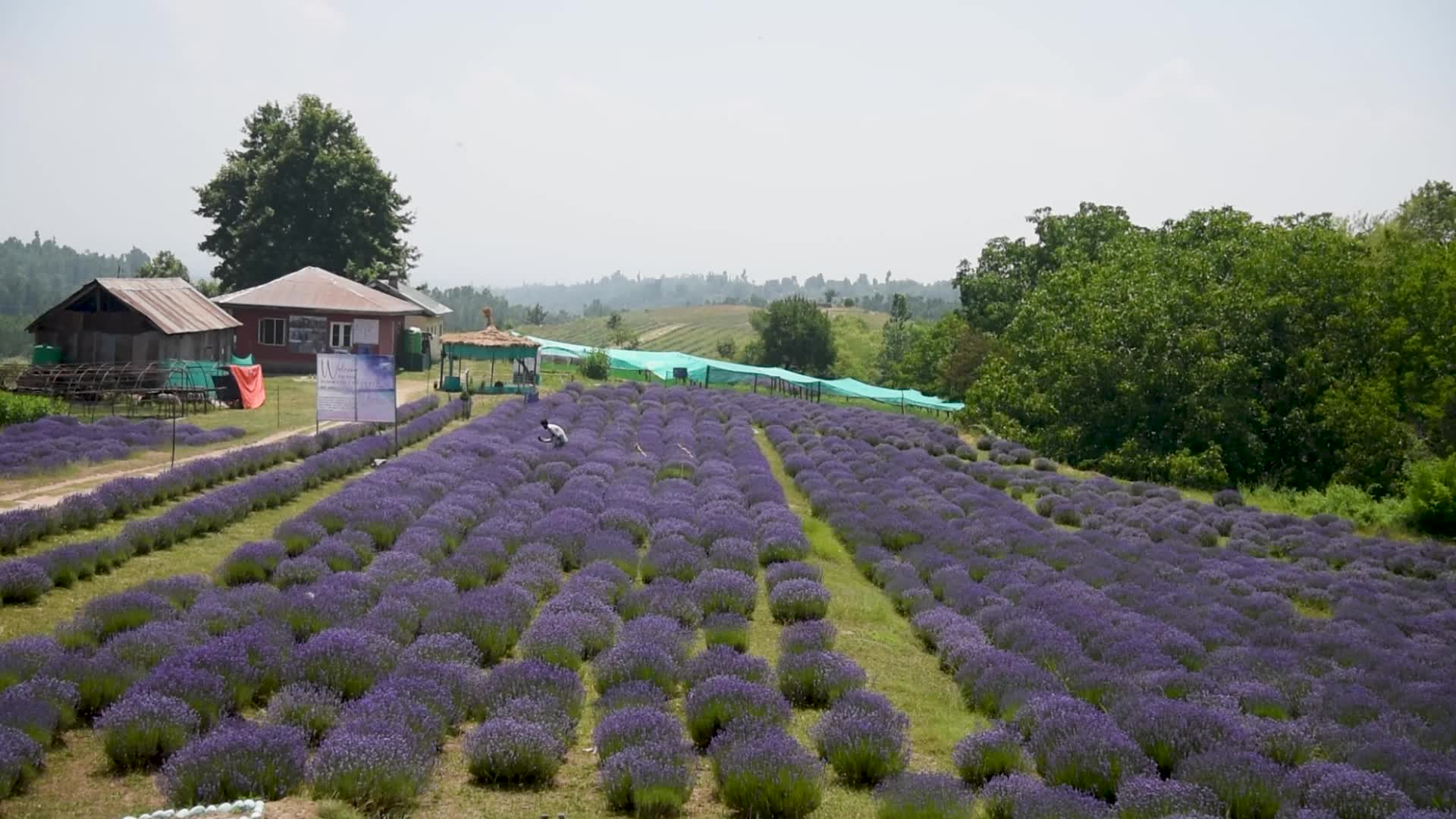 Lavender farm in Kashmir, India.