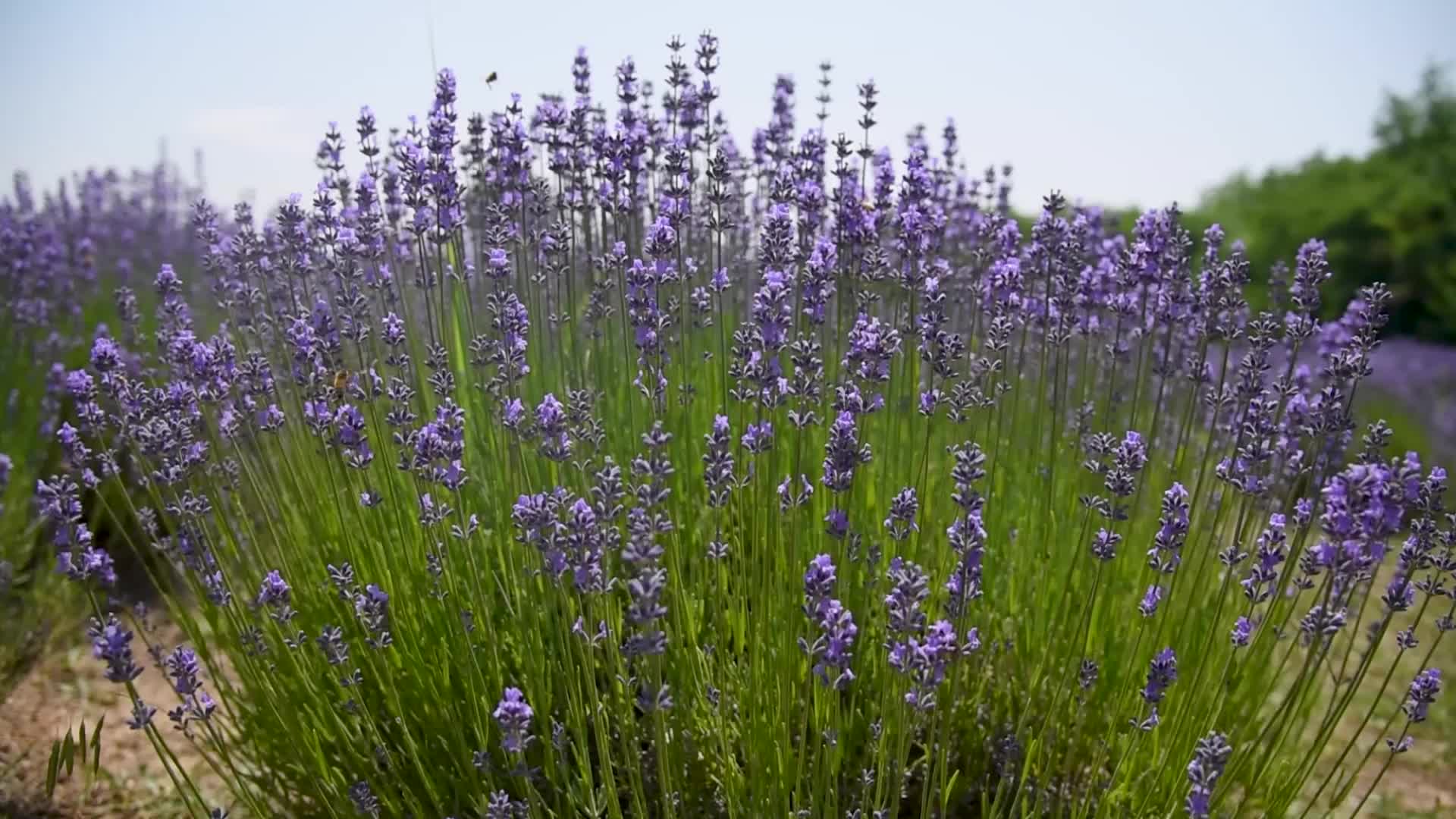 Lavender farm in Kashmir, India.