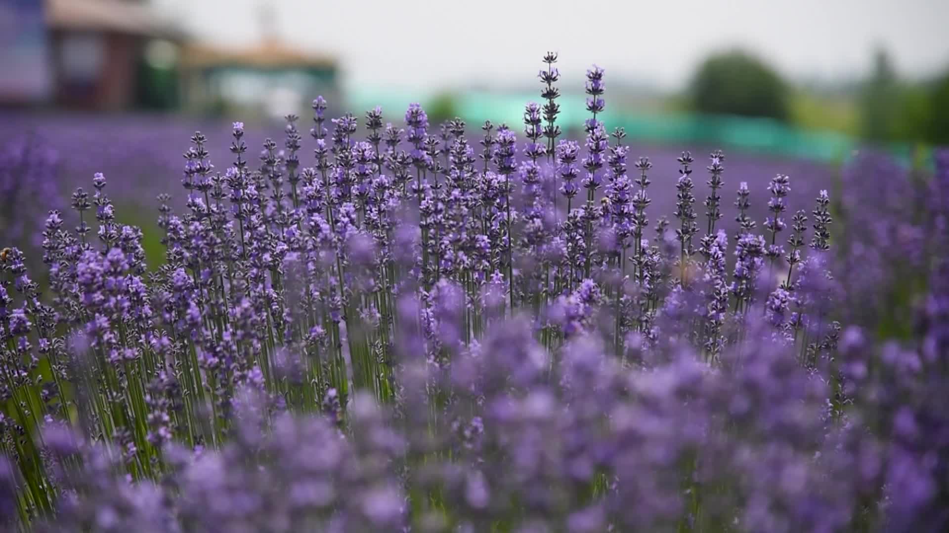 Lavender farm in Kashmir, India.