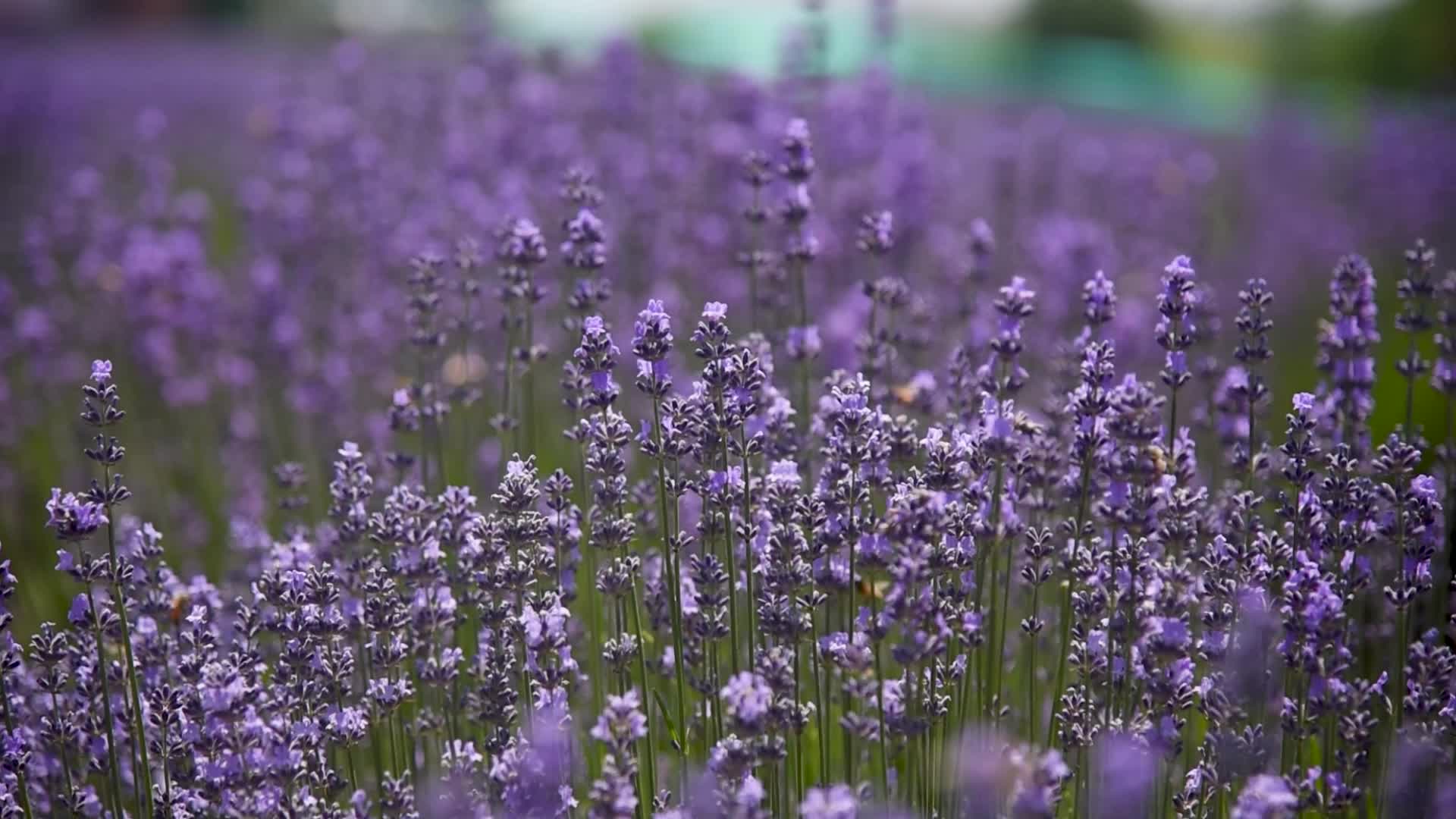 Lavender farm in Kashmir, India.
