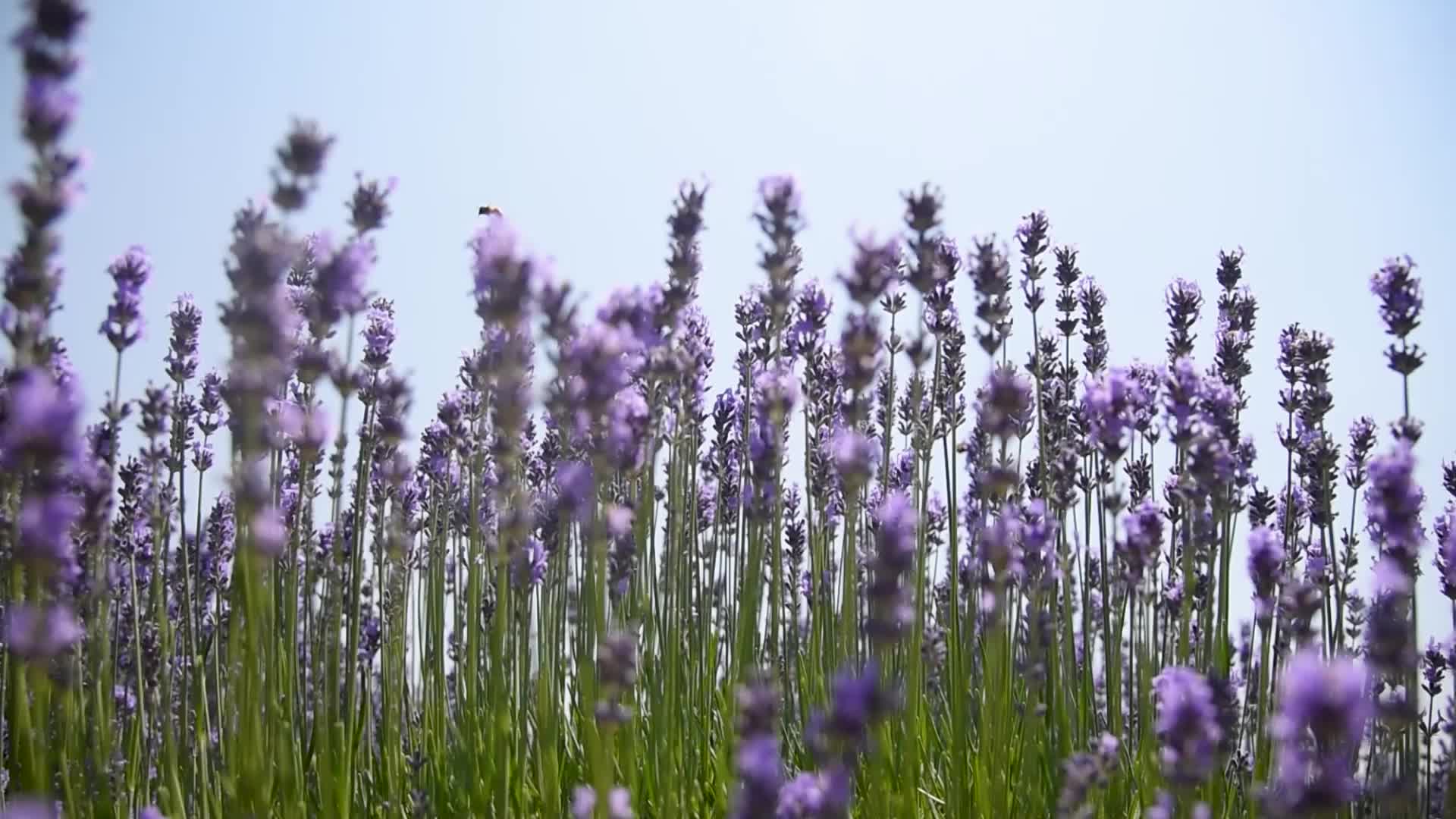Lavender farm in Kashmir, India.
