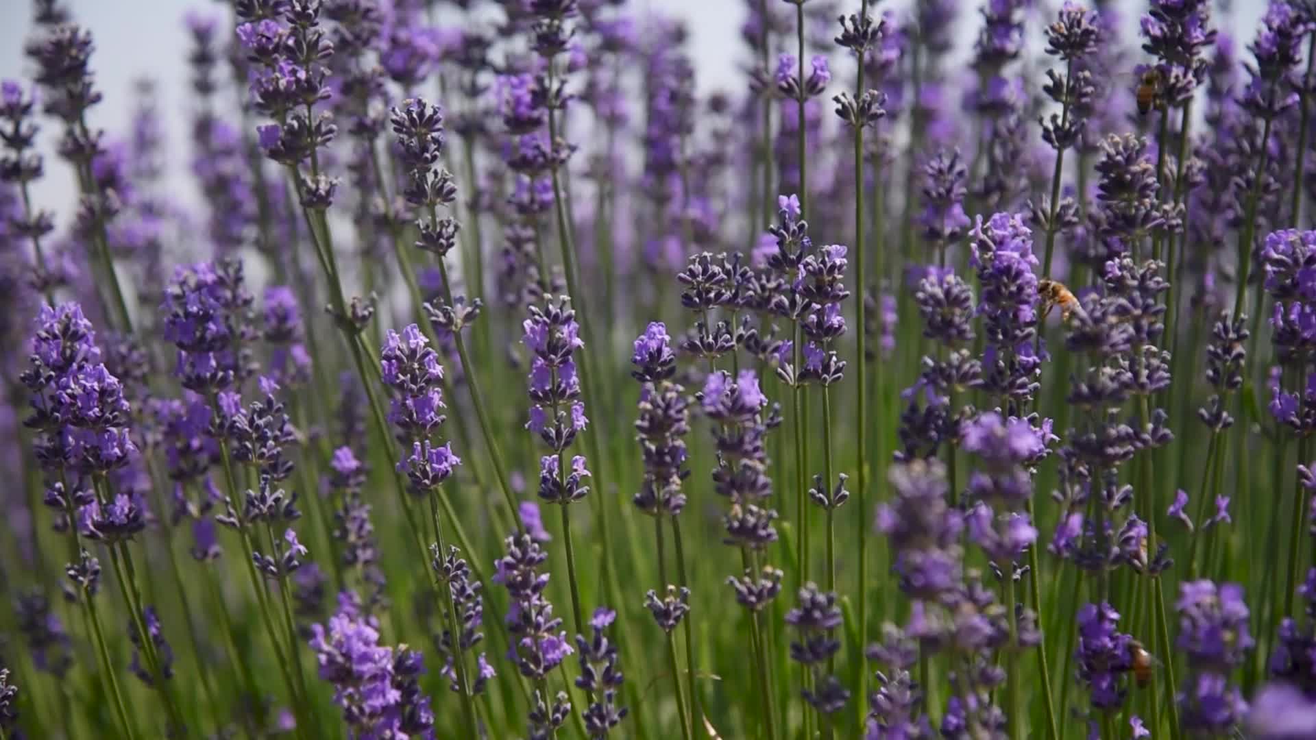 Lavender farm in Kashmir, India.