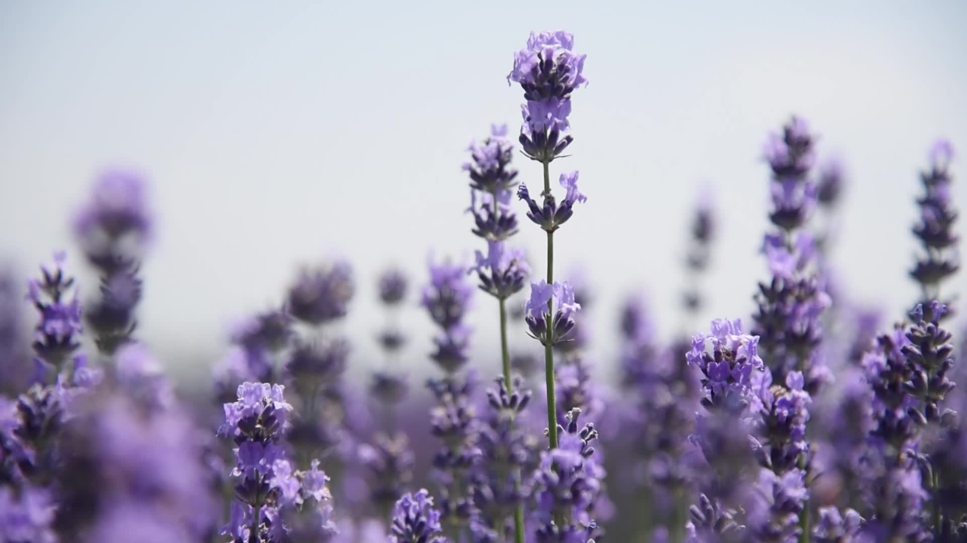 Lavender farm in Kashmir, India.