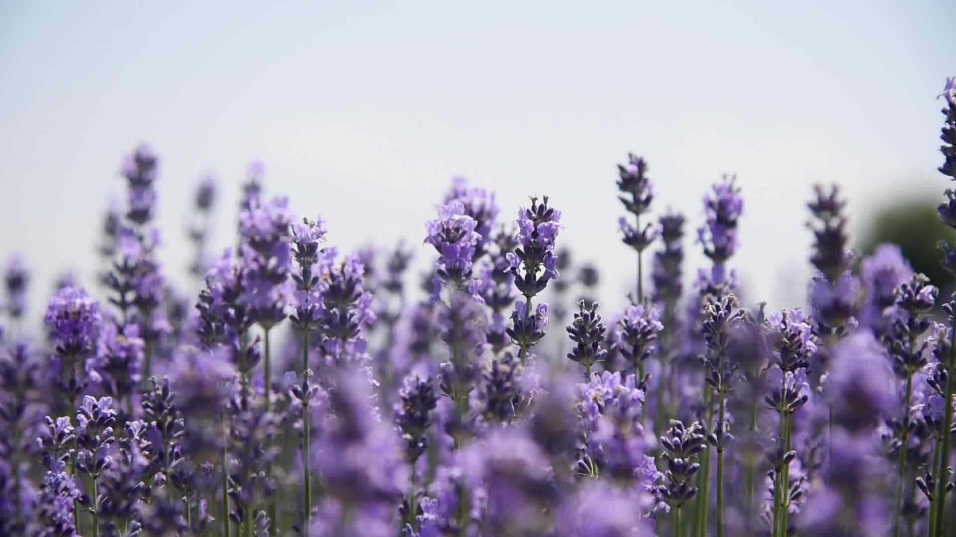 Lavender farm in Kashmir, India.