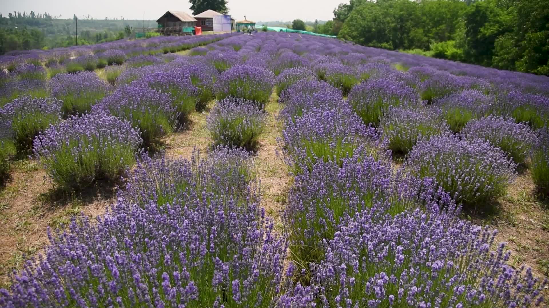 Lavender farm in Kashmir, India.