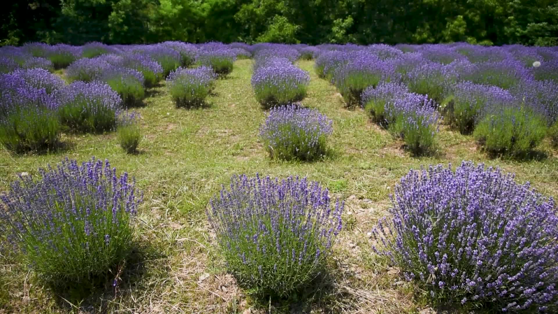 Lavender farm in Kashmir, India.