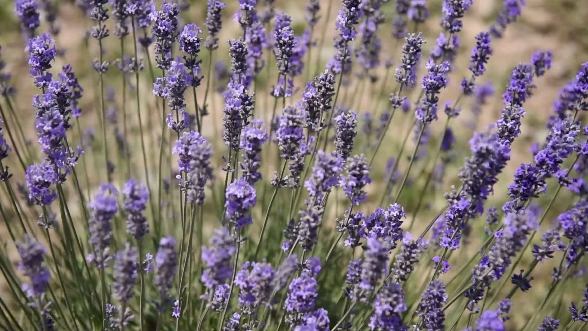 Lavender farm in Kashmir, India.