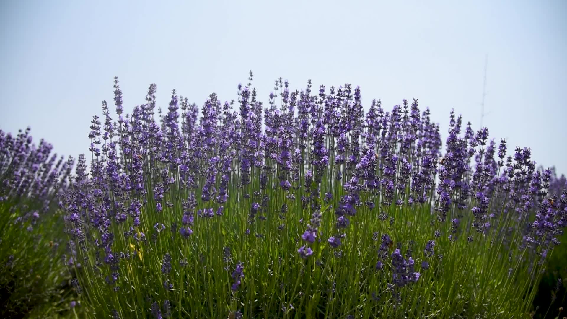 Lavender farm in Kashmir, India.