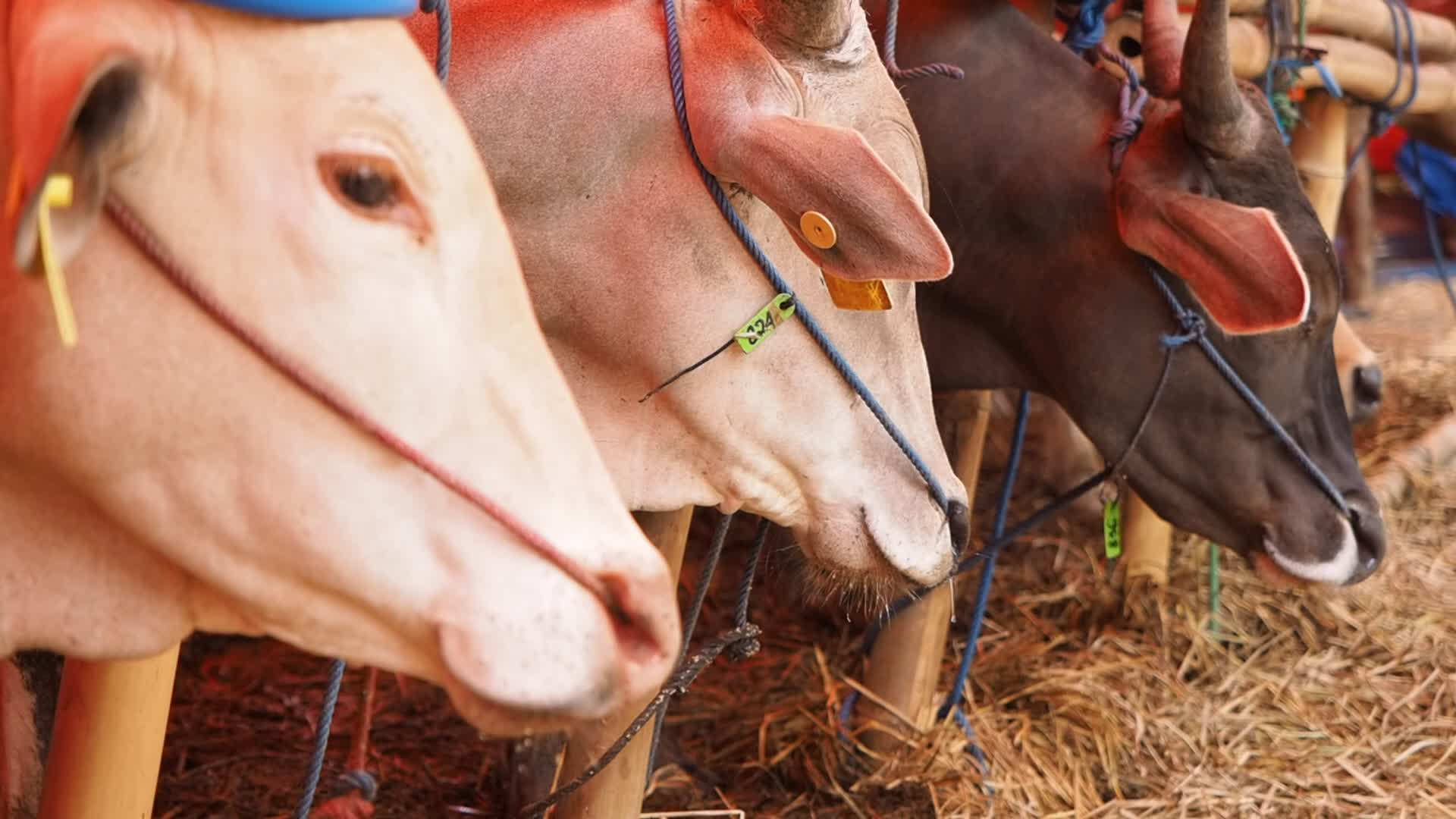 Indonesia: Temporary Livestock Market Towards Eid Al-Adha