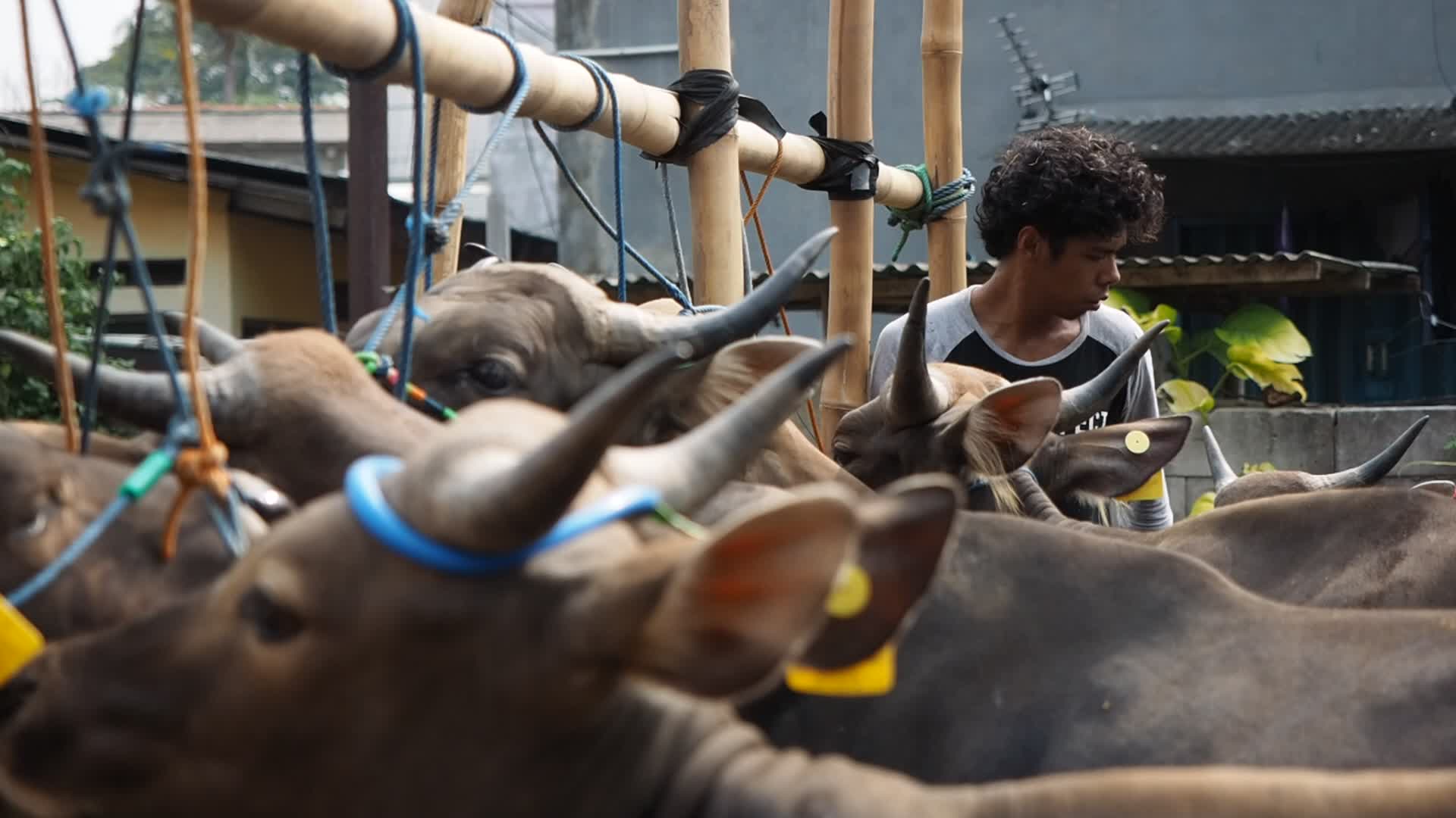 Indonesia: Temporary Livestock Market Towards Eid Al-Adha