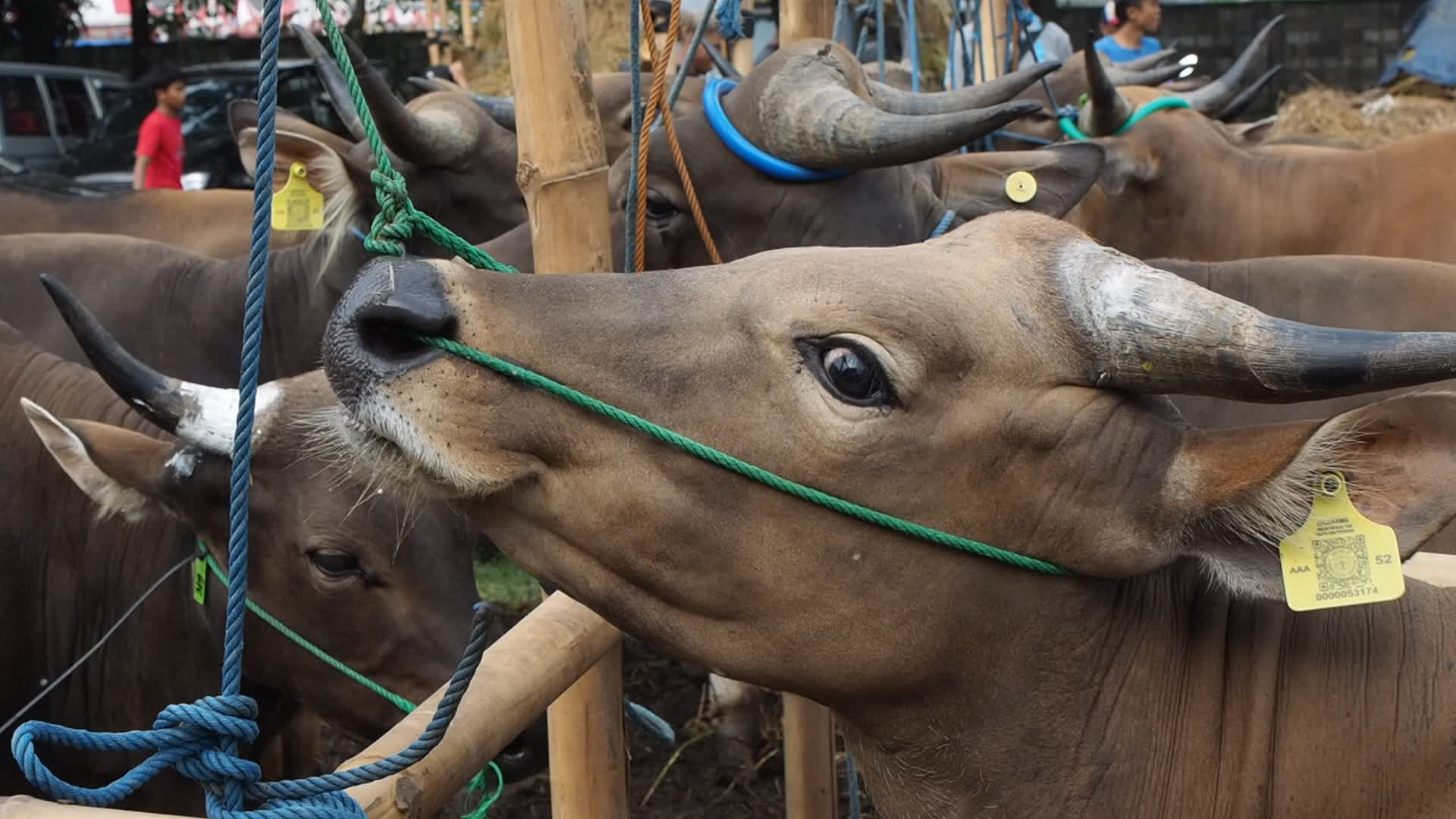 Indonesia: Temporary Livestock Market Towards Eid Al-Adha