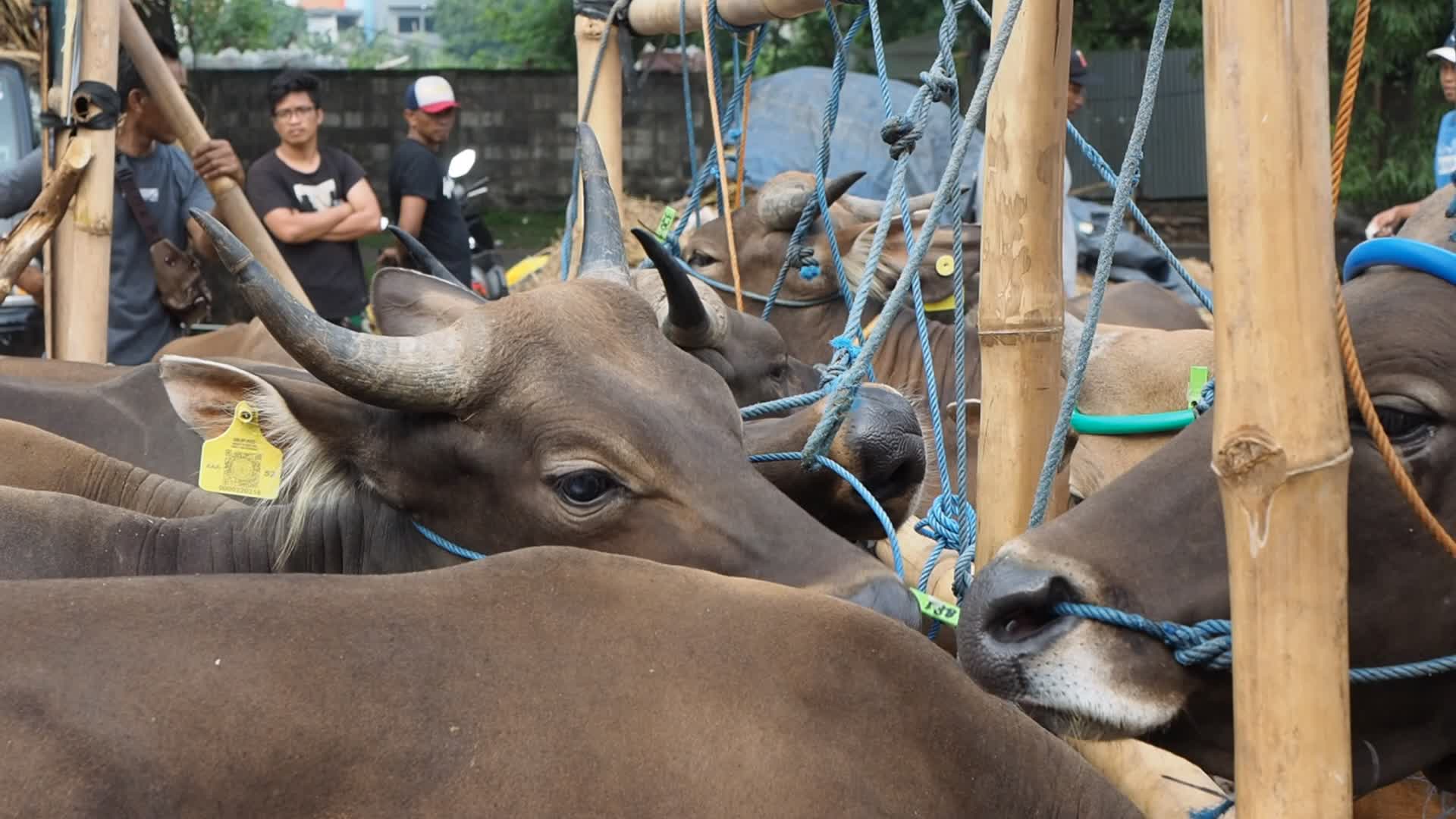 Indonesia: Temporary Livestock Market Towards Eid Al-Adha