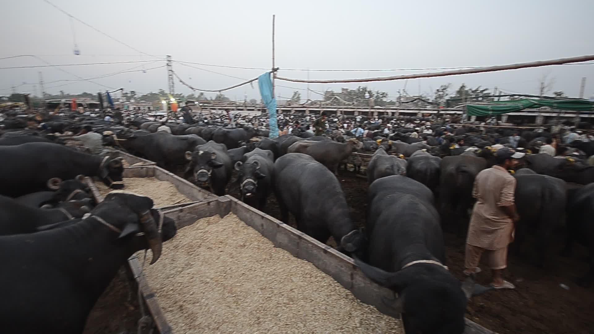 Pakistanis preparing for Eid al-Adha
