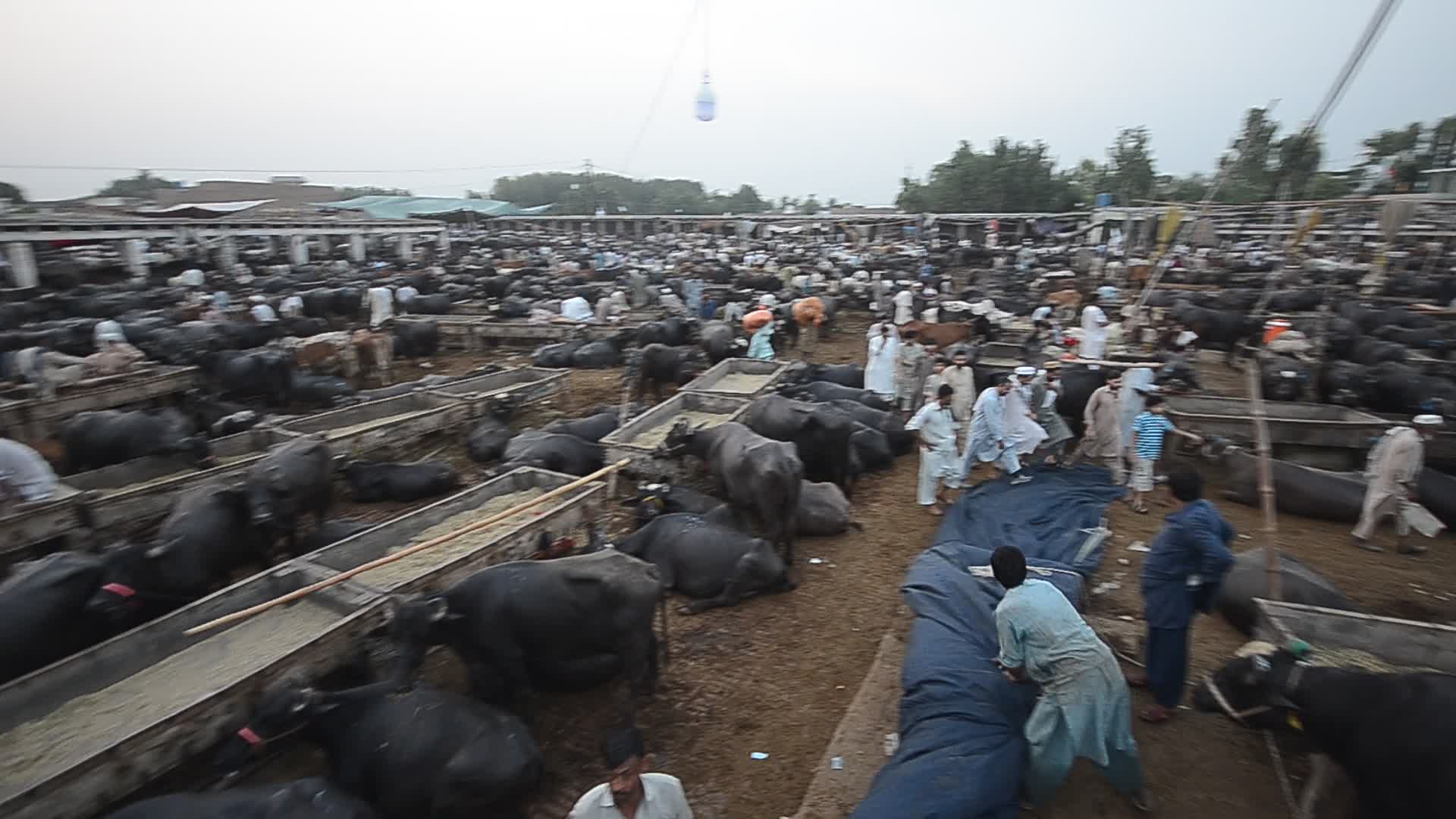 Pakistanis preparing for Eid al-Adha
