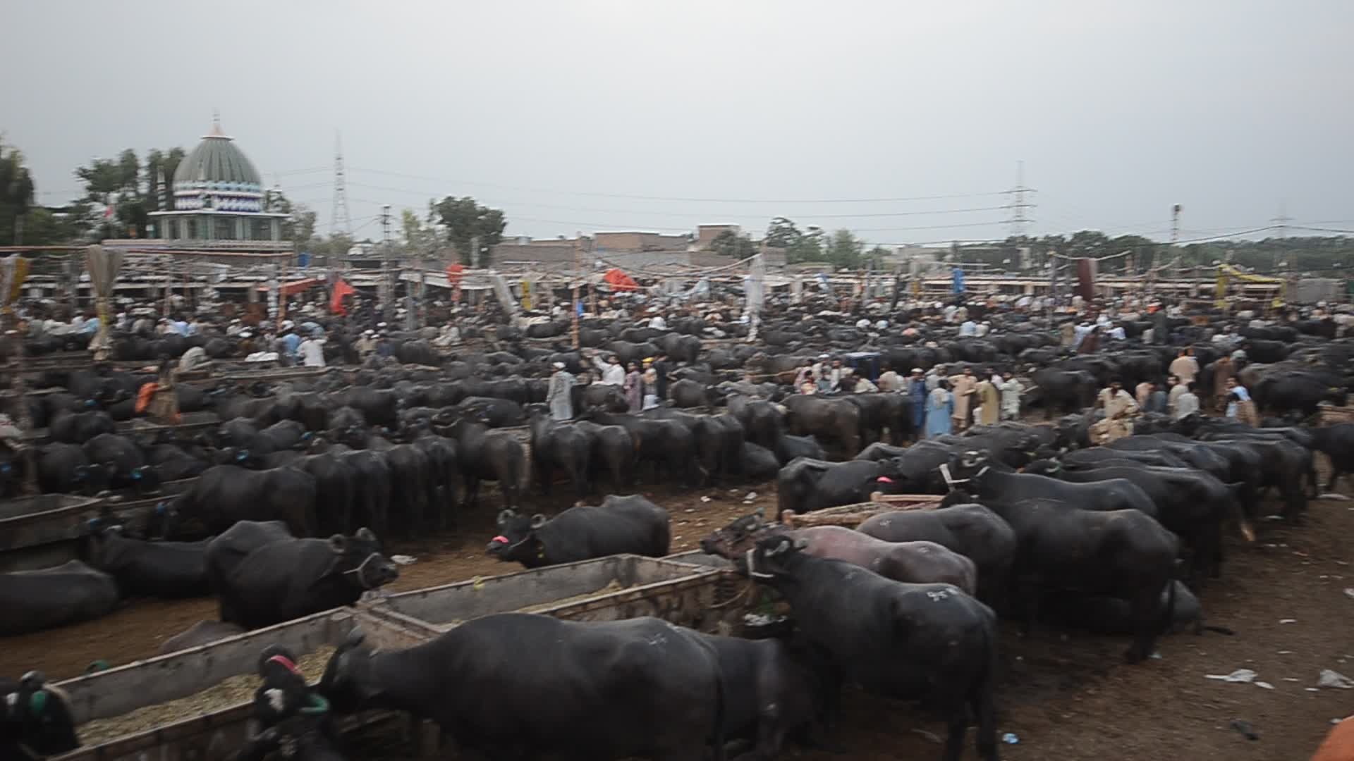 Pakistanis preparing for Eid al-Adha

