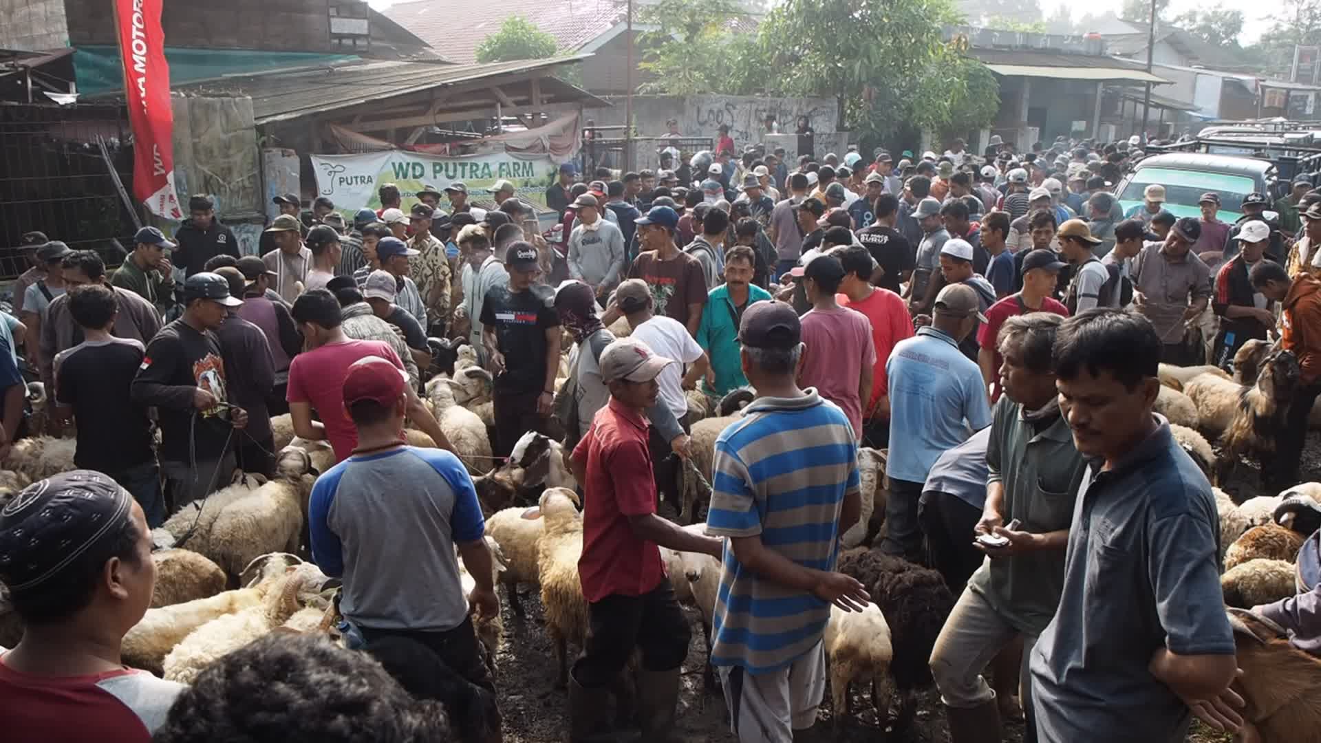 Indonesia: Livestock Market ahead Eid Al-Adha