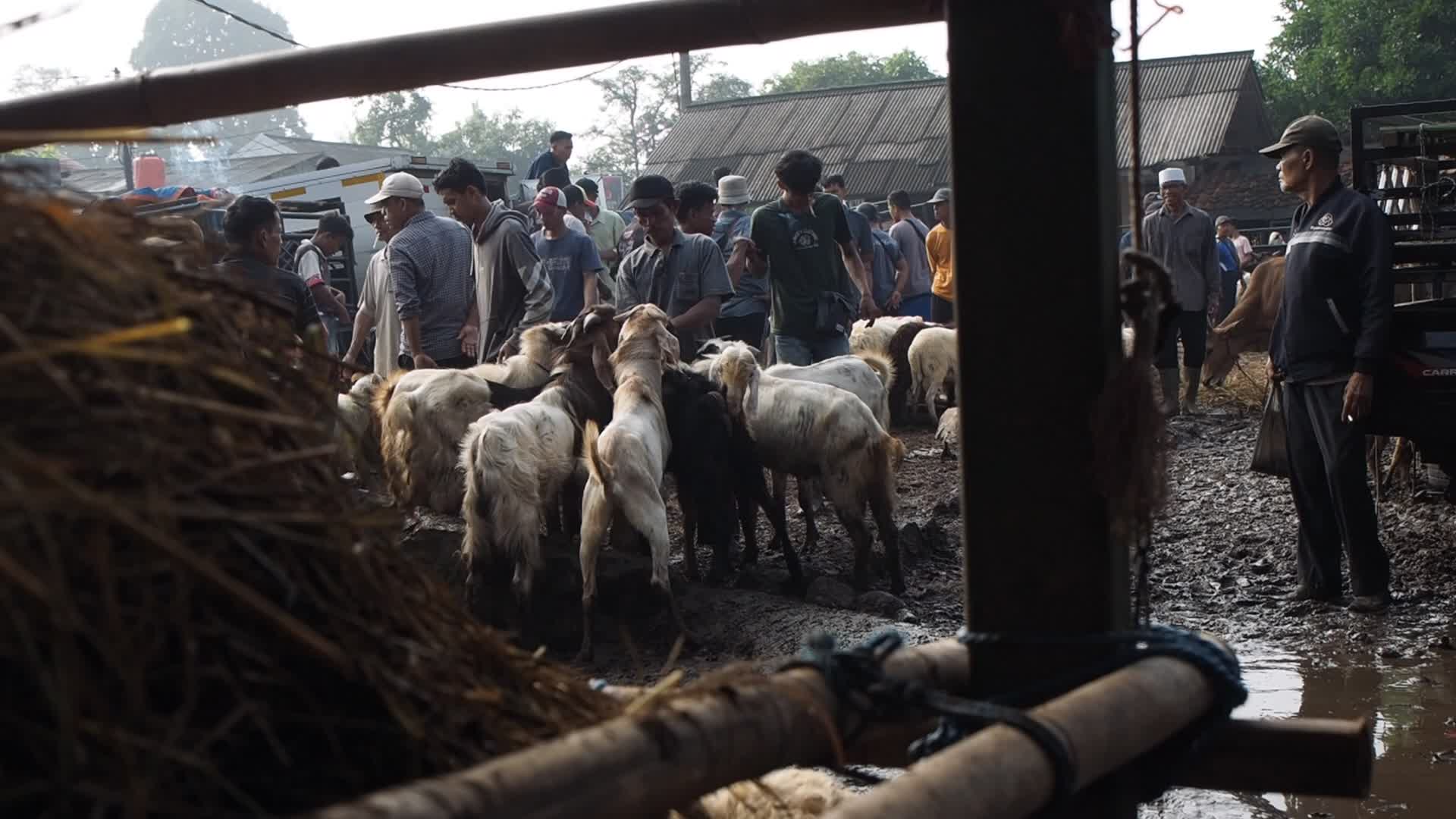 Indonesia: Livestock Market ahead Eid Al-Adha