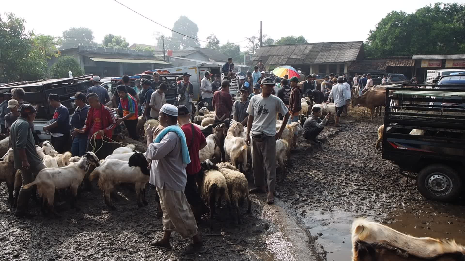 Indonesia: Livestock Market ahead Eid Al-Adha
