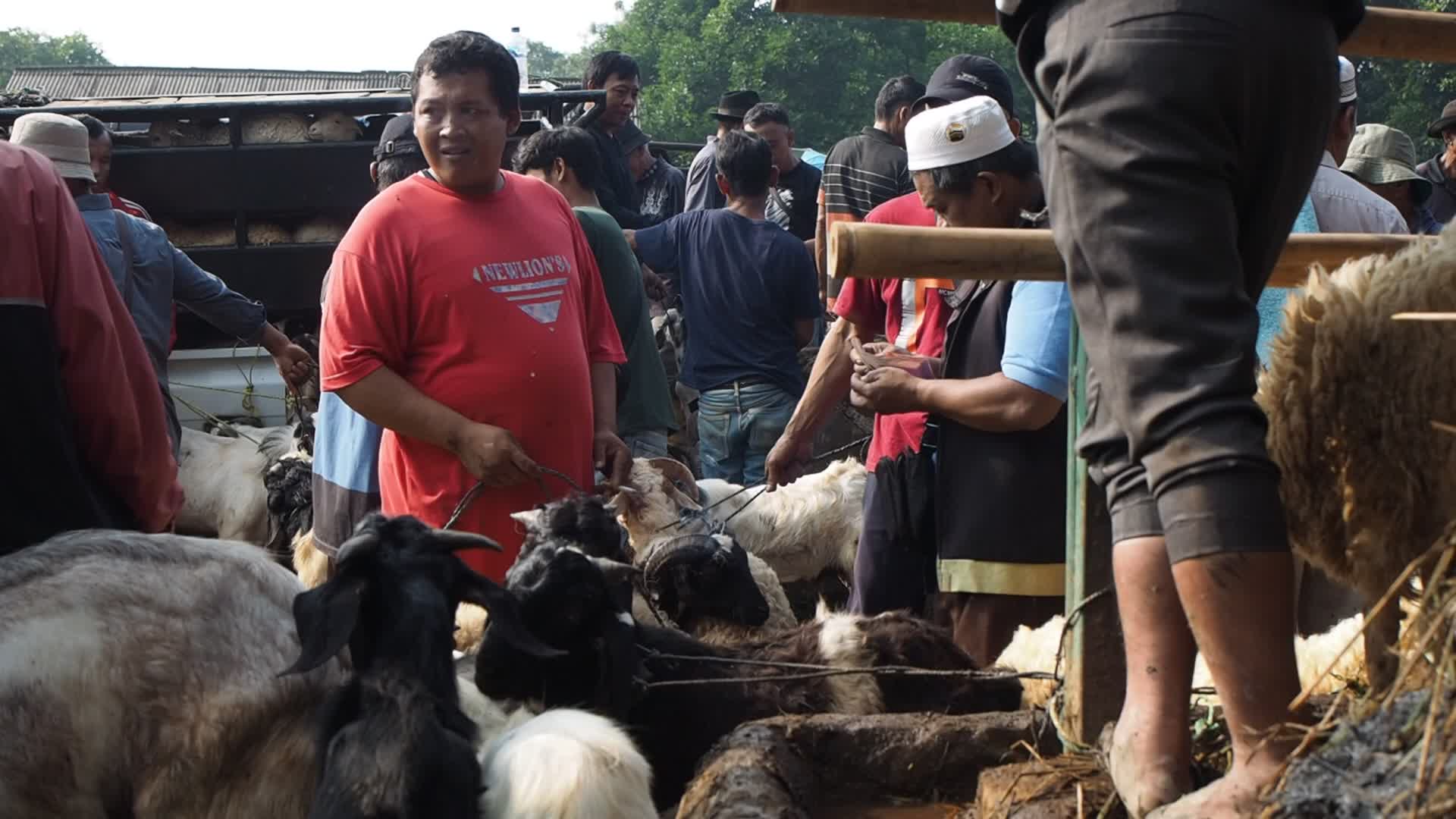 Indonesia: Livestock Market ahead Eid Al-Adha