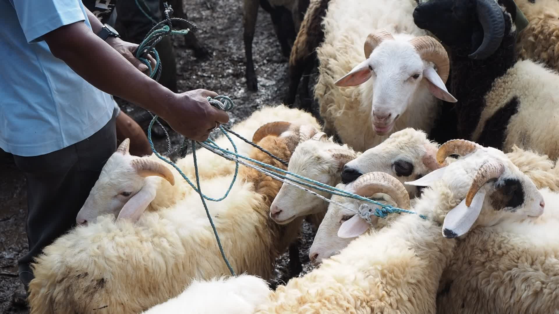 Indonesia: Livestock Market ahead Eid Al-Adha