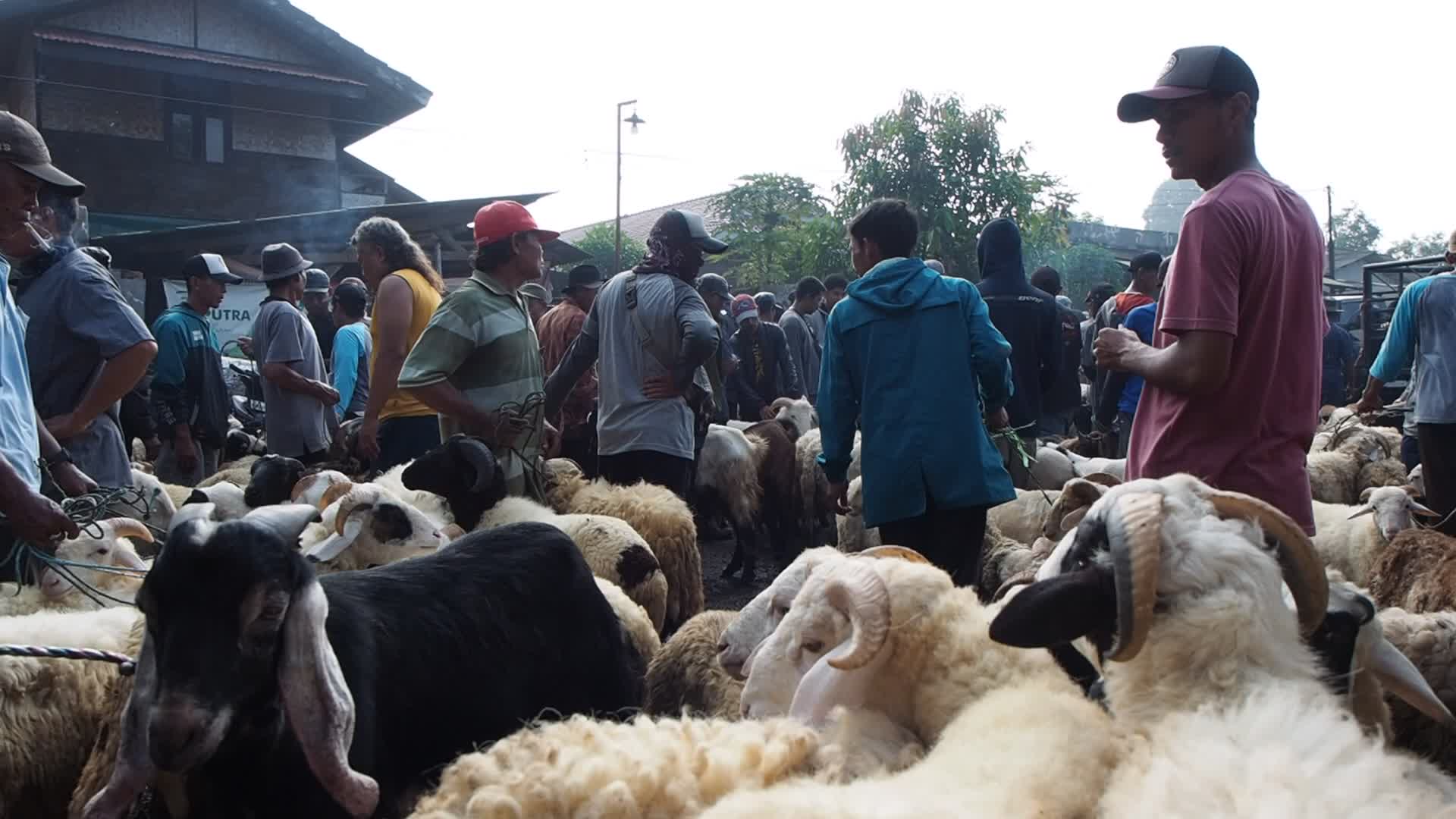 Indonesia: Livestock Market ahead Eid Al-Adha