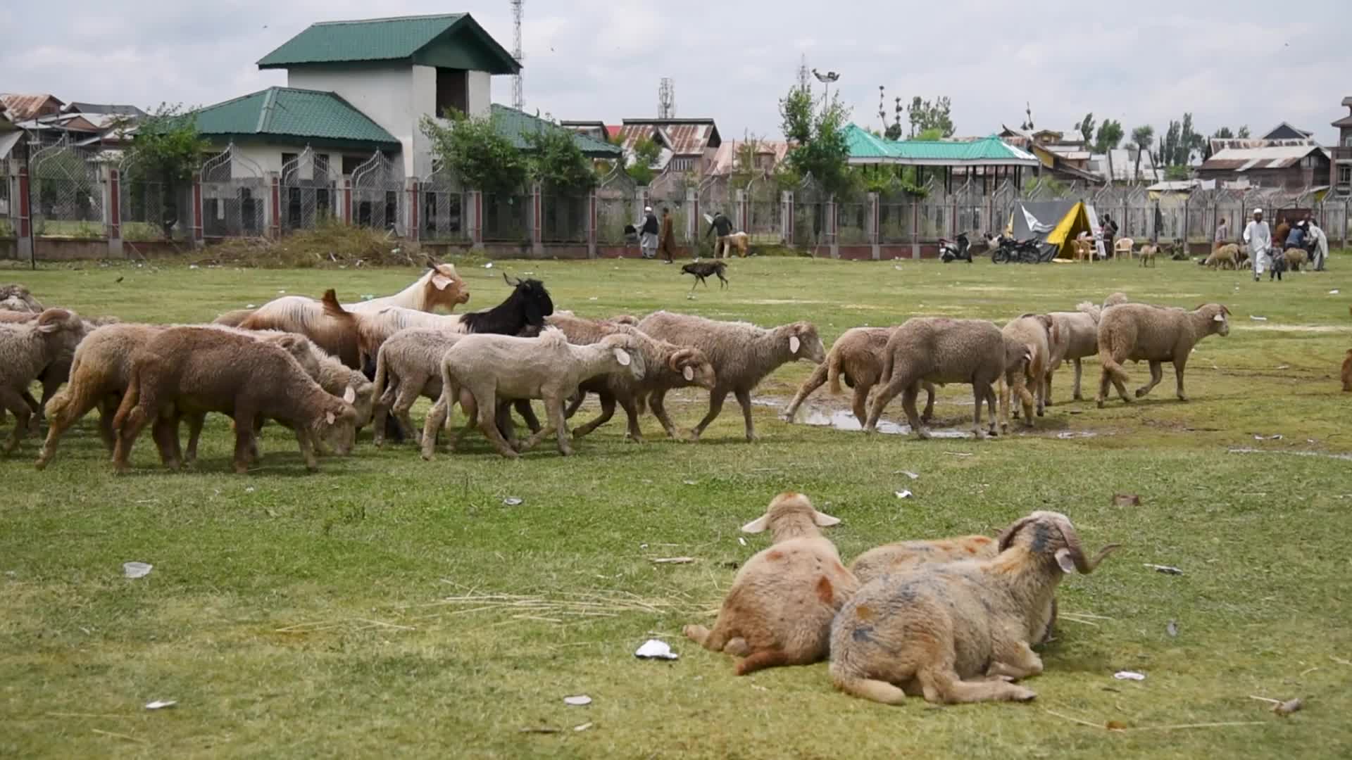 Eid ul Adha Preparation In Kashmir, India.