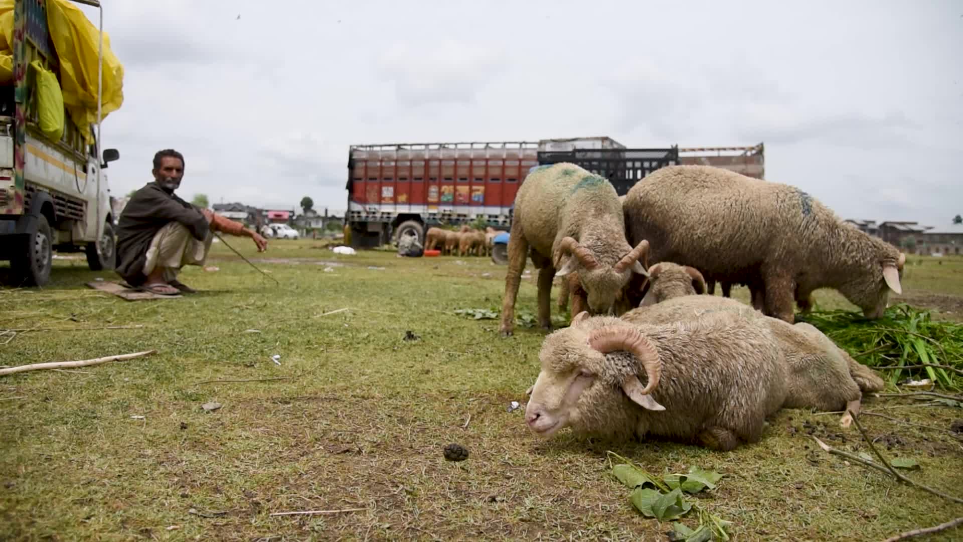 Eid ul Adha Preparation In Kashmir, India.