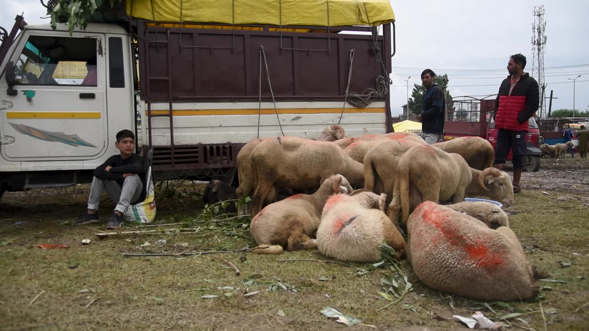 Eid ul Adha Preparation In Kashmir, India.