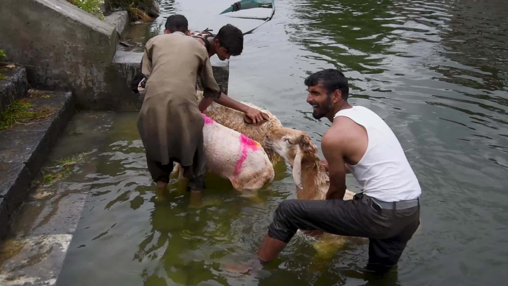 Eid ul Adha Preparation In Kashmir, India.