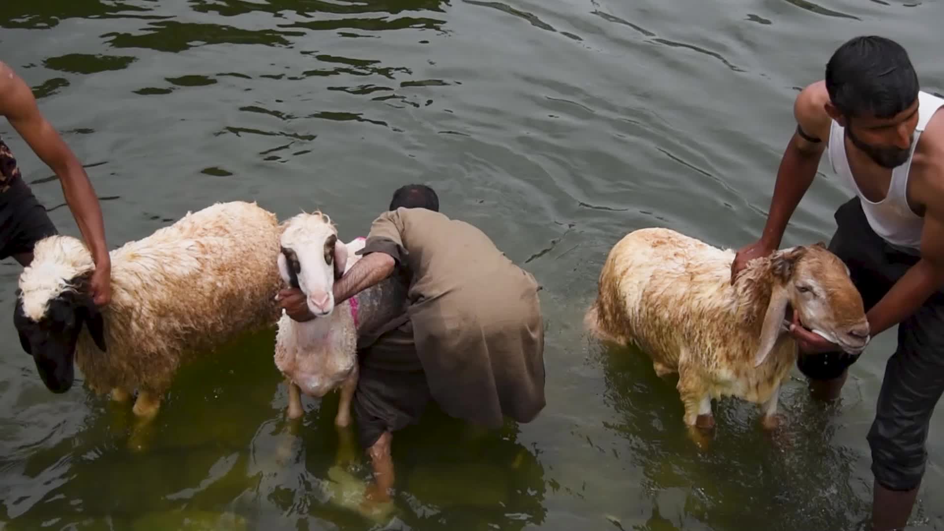 Eid ul Adha Preparation In Kashmir, India.