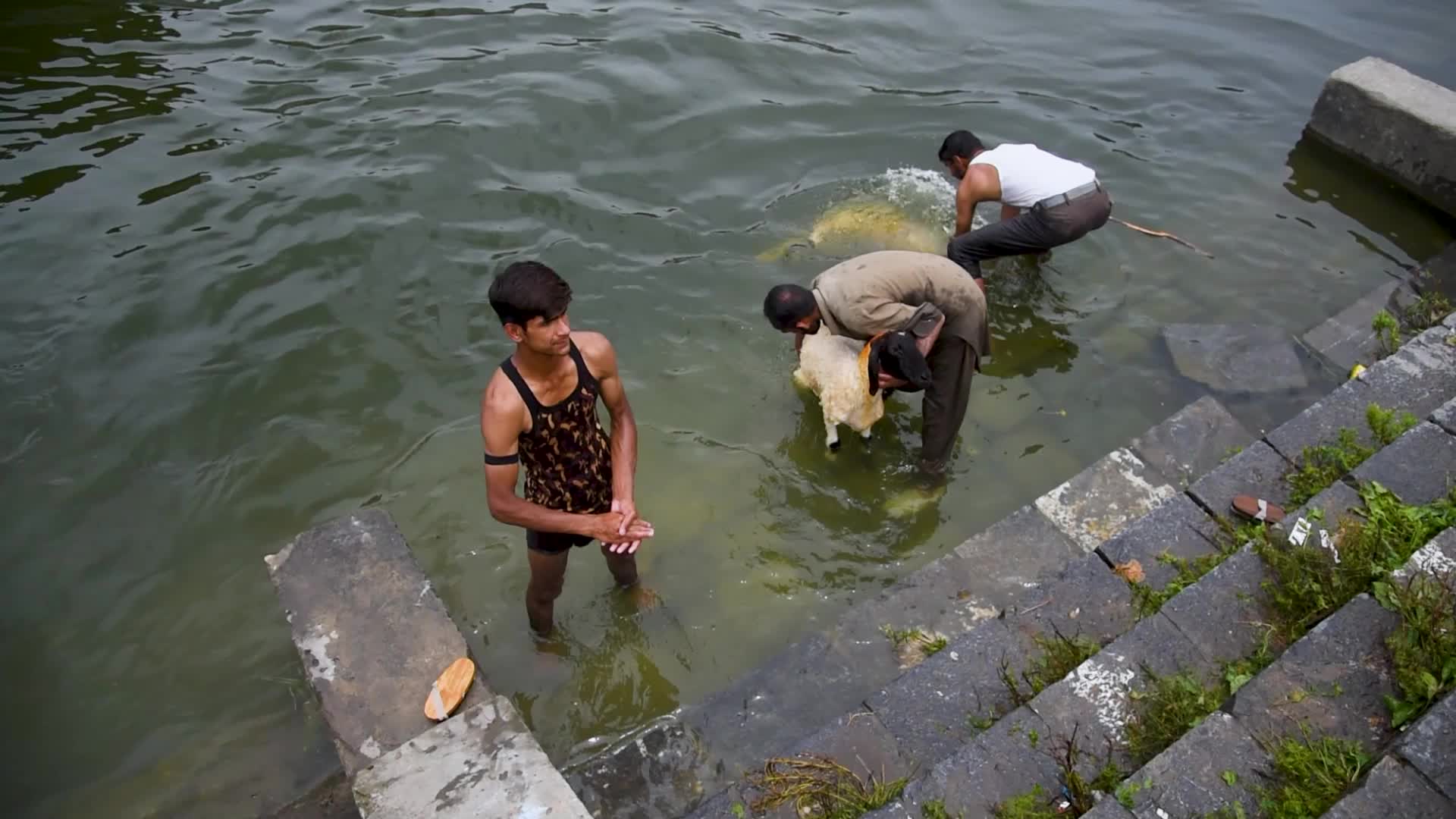 Eid ul Adha Preparation In Kashmir, India.