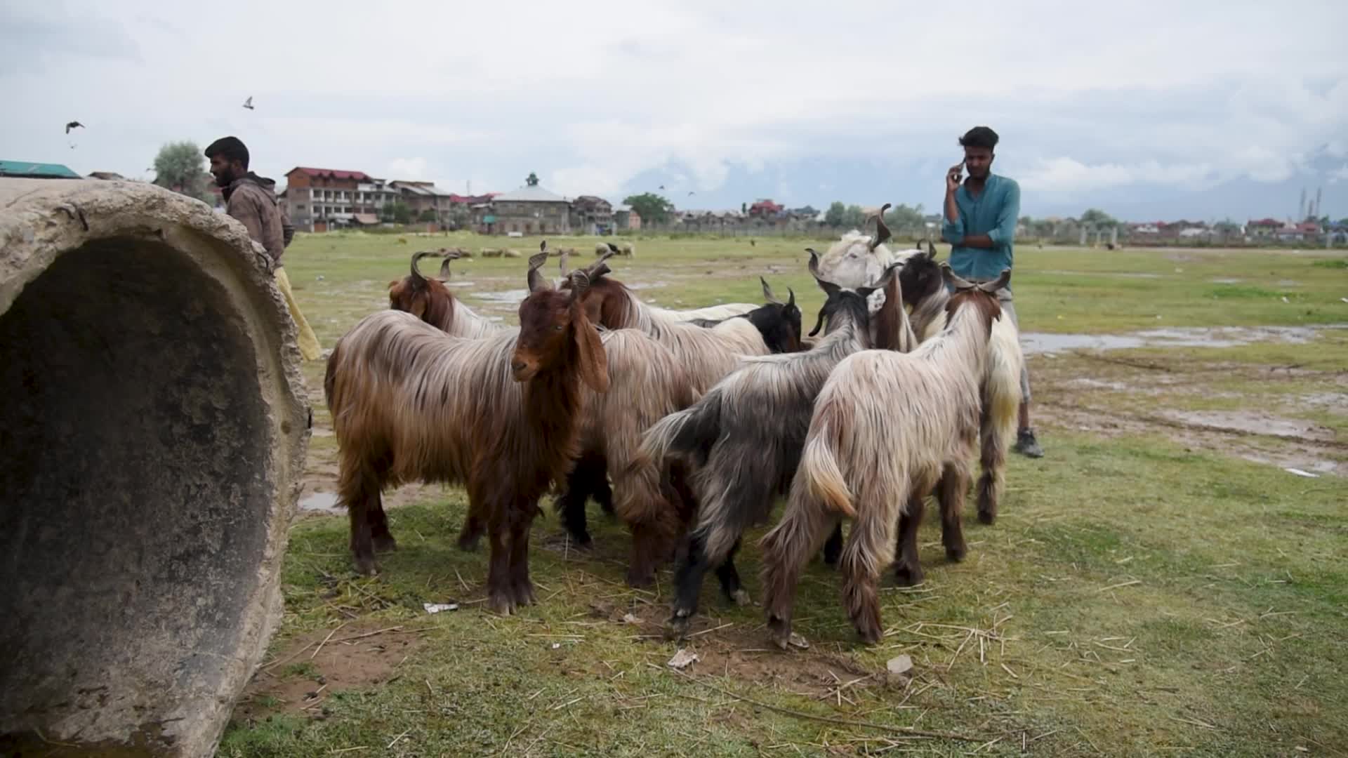 Eid ul Adha Preparation In Kashmir, India.