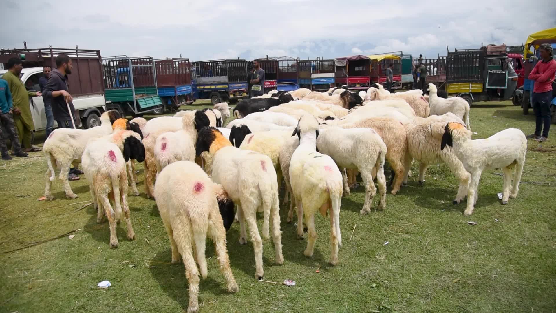 Eid ul Adha Preparation In Kashmir, India.