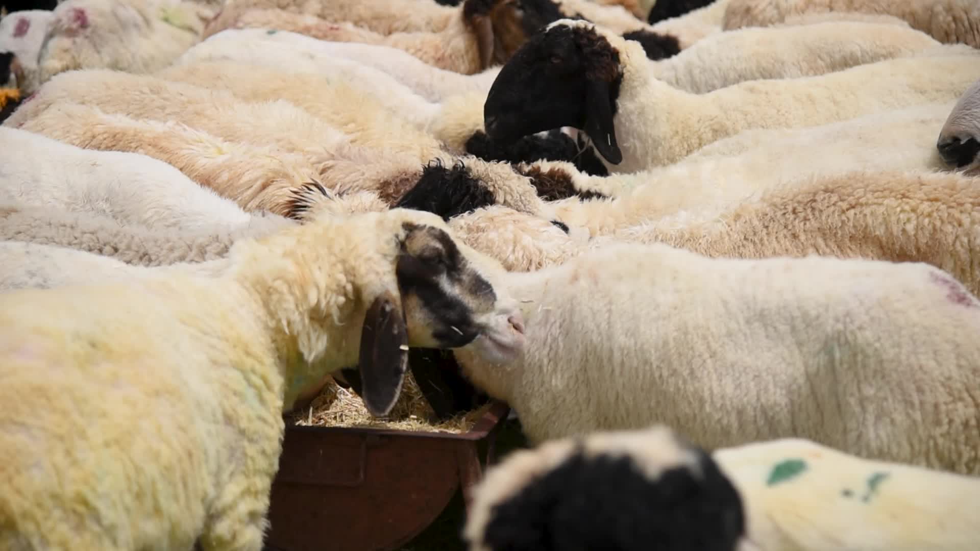Eid ul Adha Preparation In Kashmir, India.