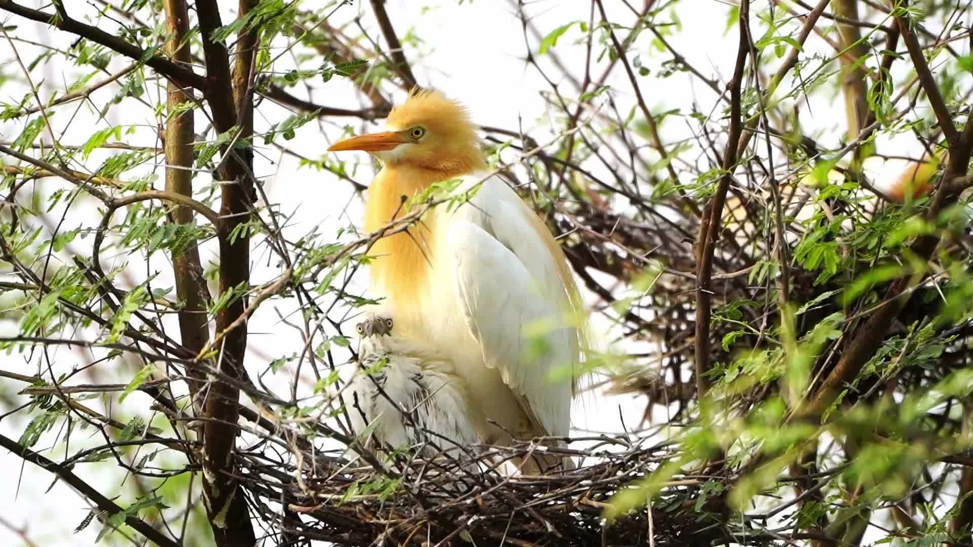 India Wildlife